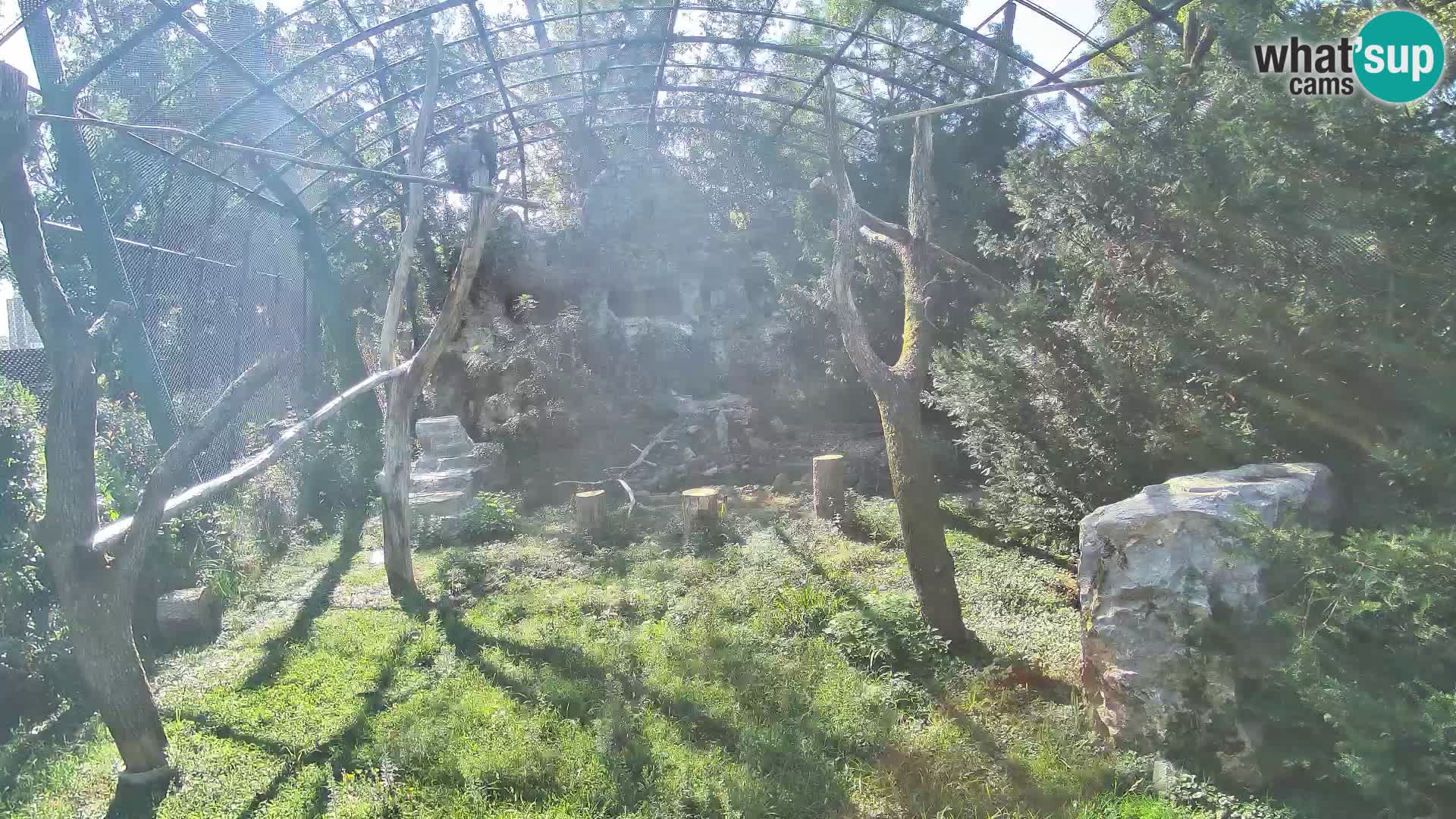 Webcam Vautour fauve – Zoo de Zagreb en direct