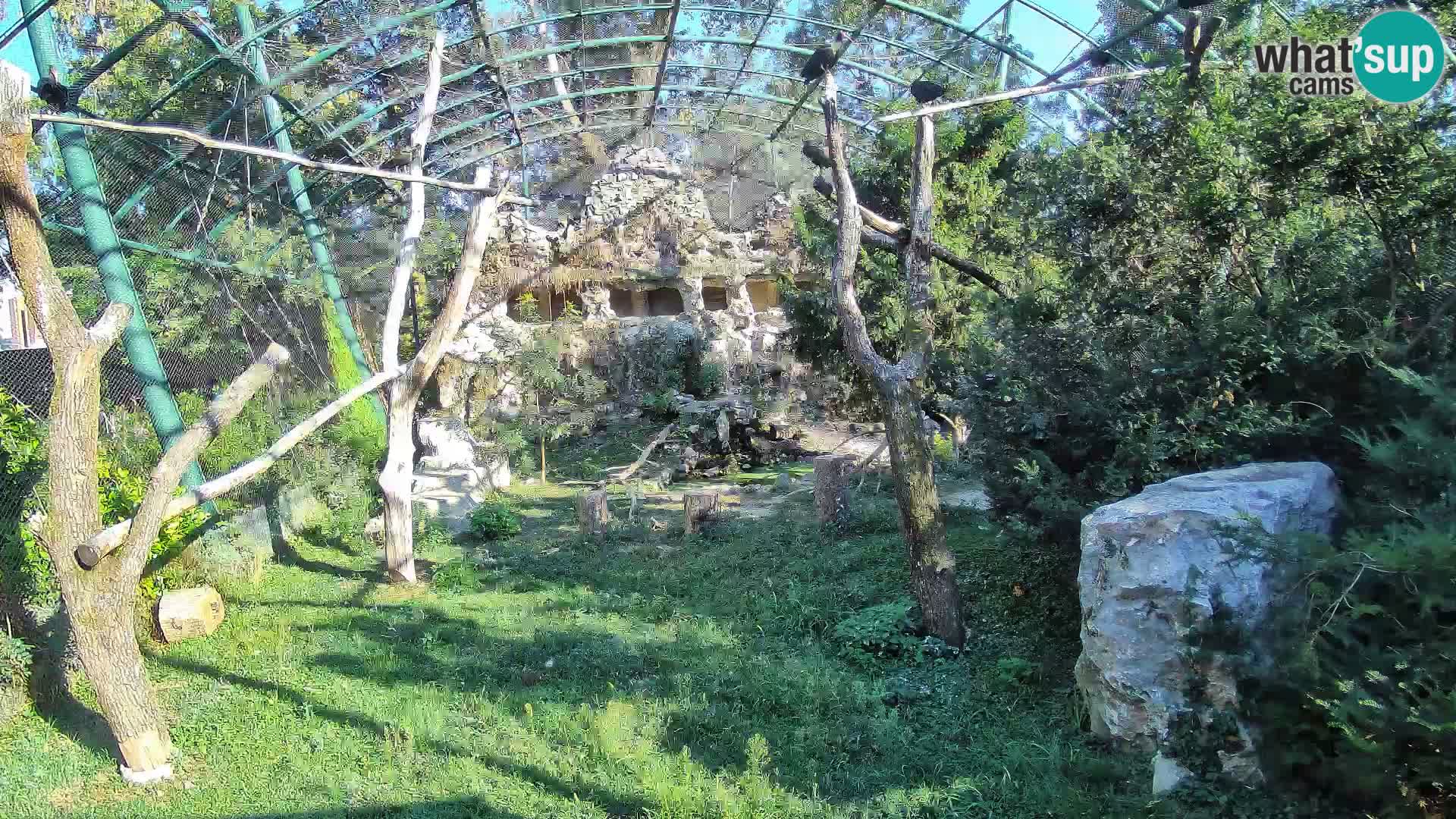 Webcam Vautour fauve – Zoo de Zagreb en direct