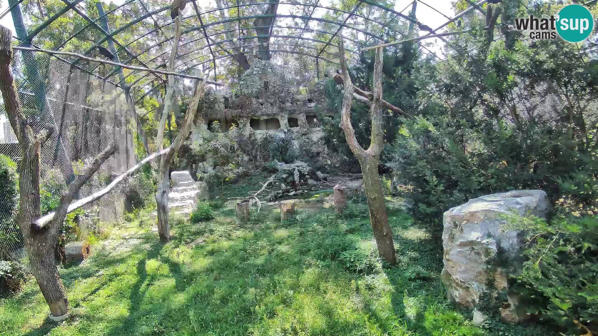 Spletna kamera beloglavi jastreb – Zagreb Zoo v živo