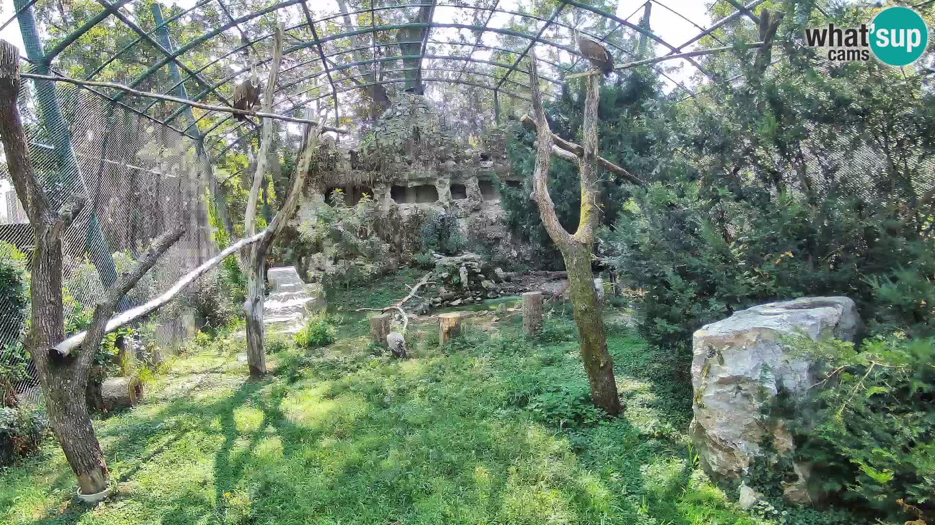Webcam Vautour fauve – Zoo de Zagreb en direct