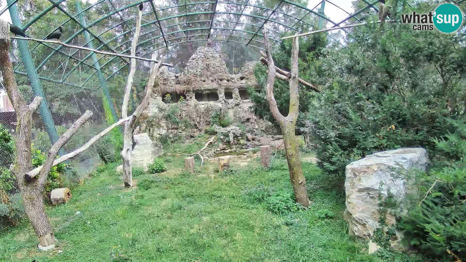 Webcam Vautour fauve – Zoo de Zagreb en direct