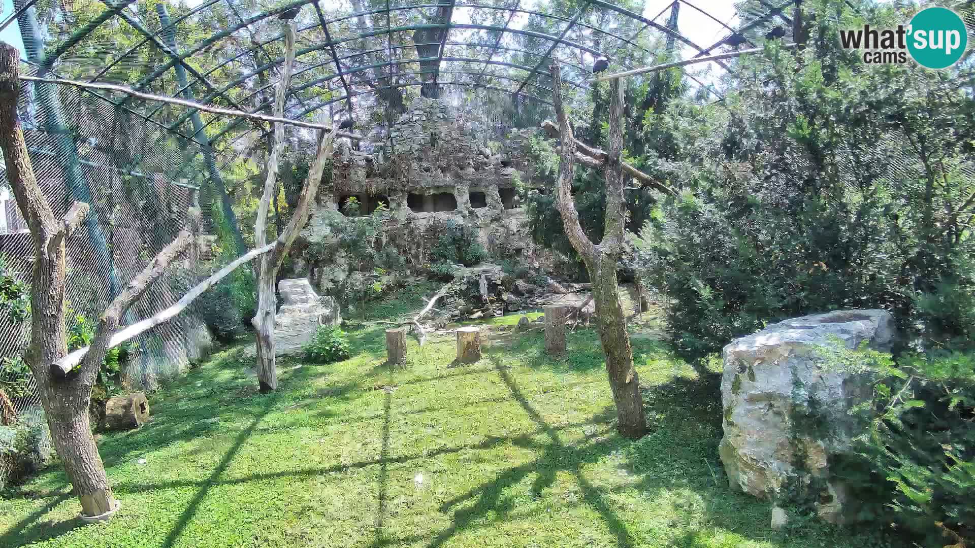 Spletna kamera beloglavi jastreb – Zagreb Zoo v živo