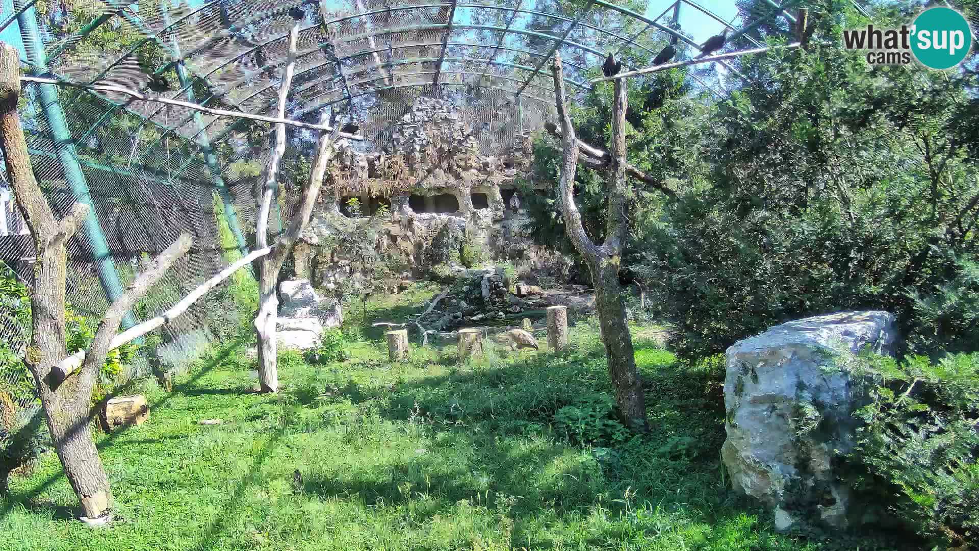Webcam Grifone – Zoo di Zagabria in diretta