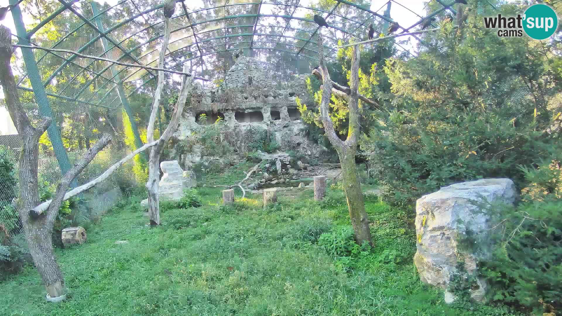 Webcam Vautour fauve – Zoo de Zagreb en direct