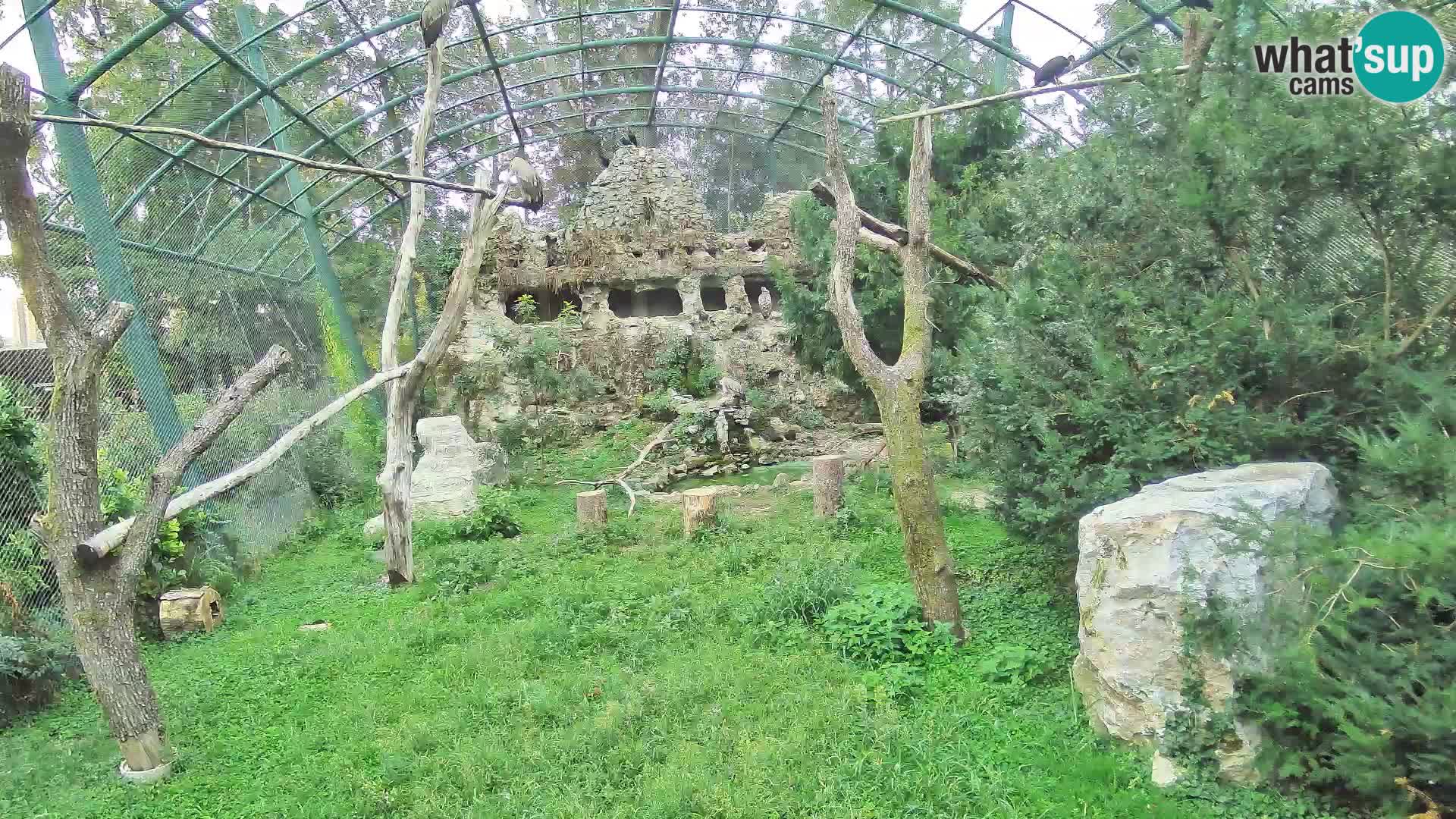 Spletna kamera beloglavi jastreb – Zagreb Zoo v živo