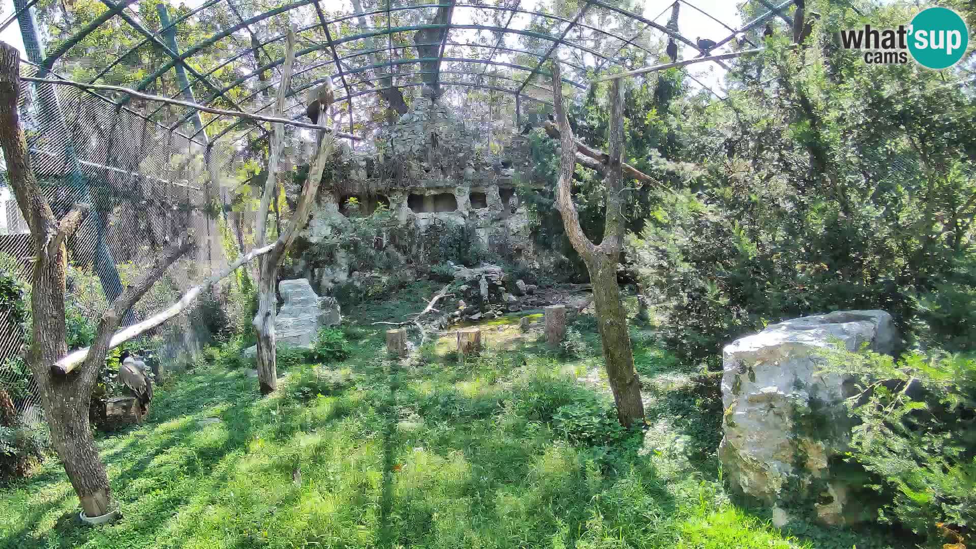 Gyps Webcam – Zagreb Zoo Live