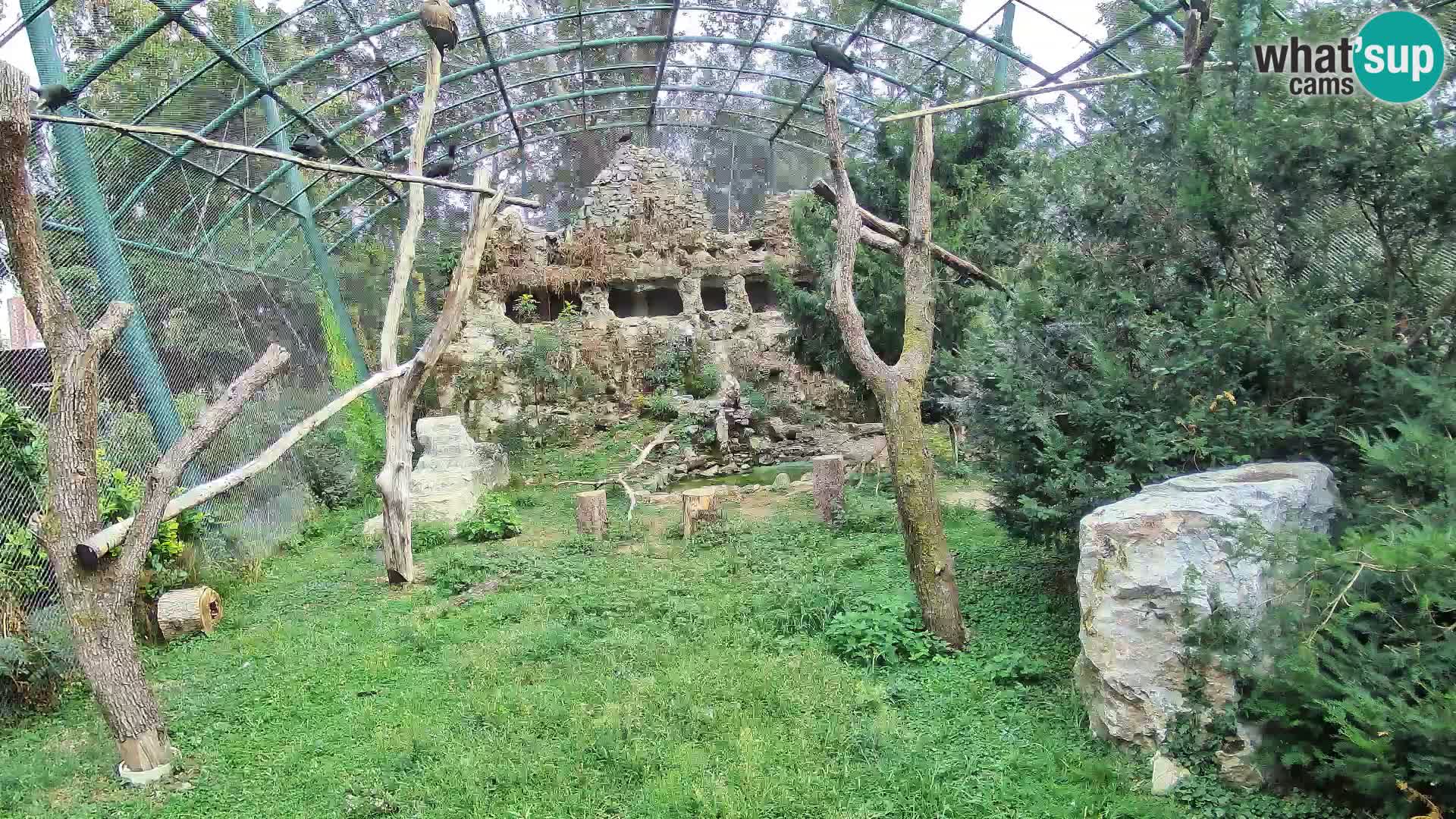 Webcam Grifone – Zoo di Zagabria in diretta