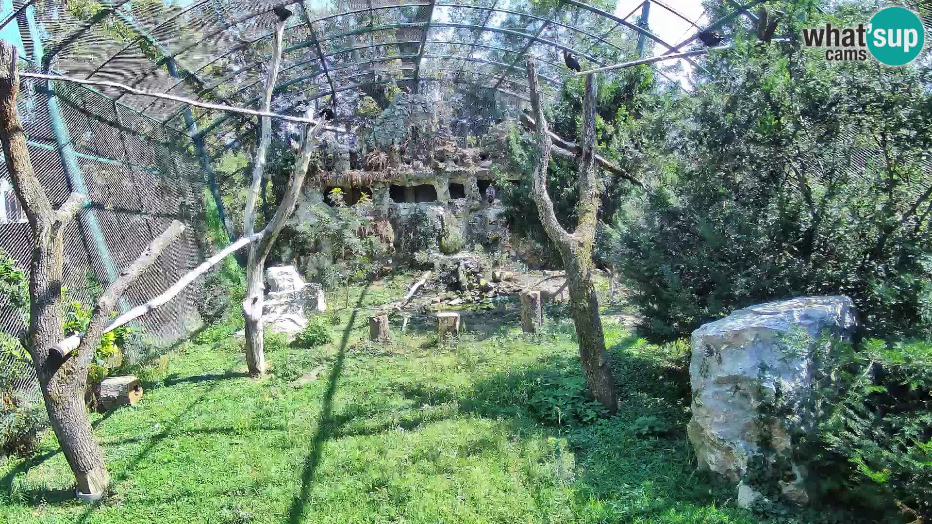 Gyps Webcam – Live aus dem Zoo Zagreb