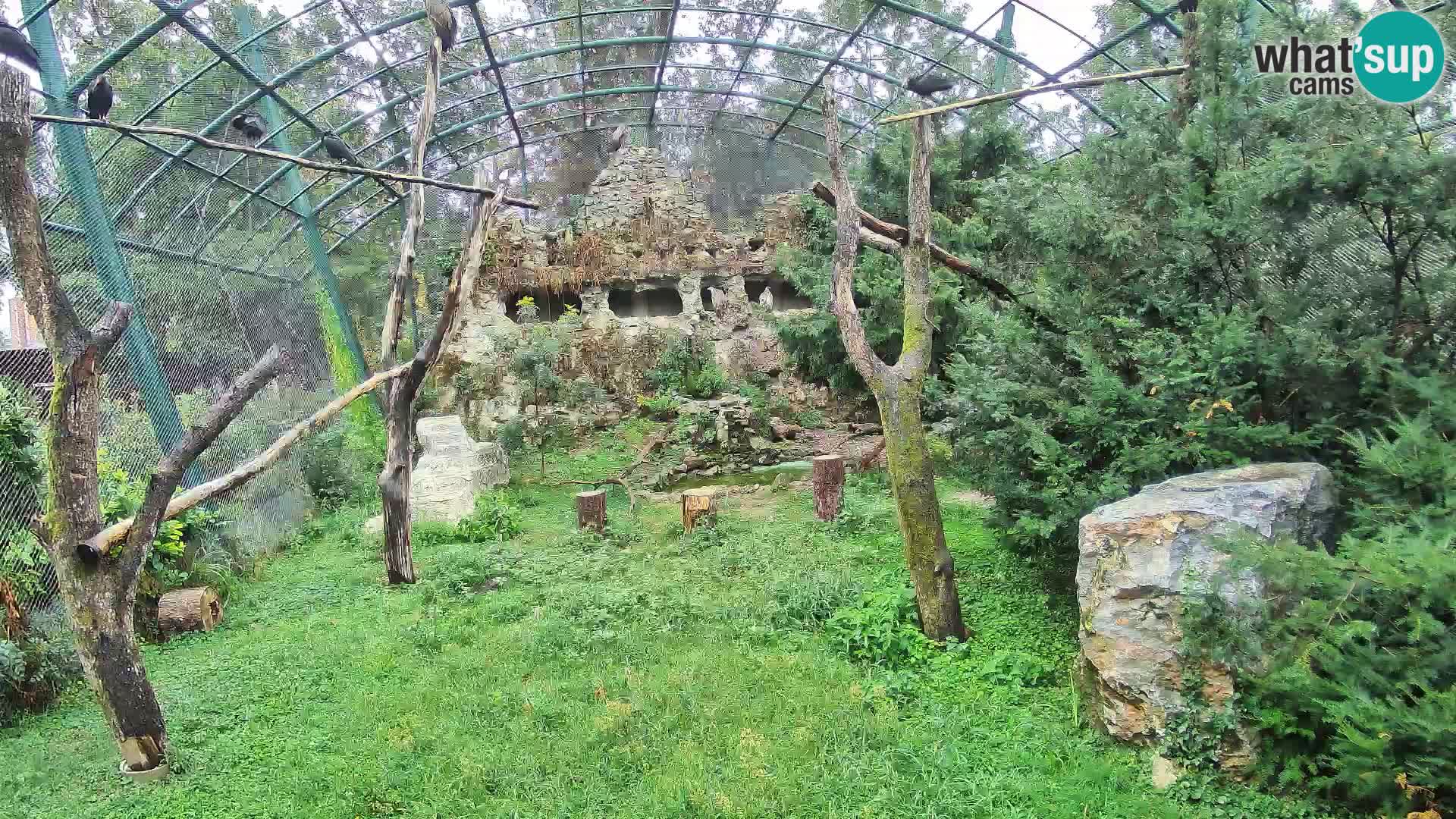 Webcam Grifone – Zoo di Zagabria in diretta