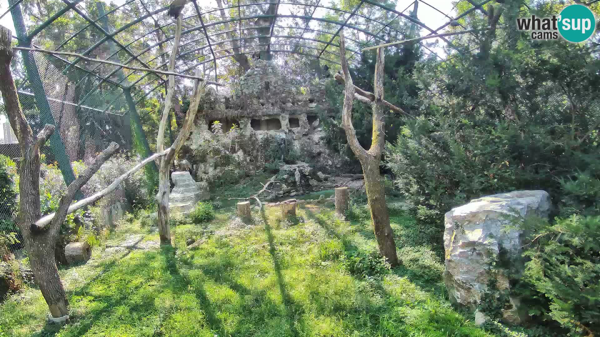 Spletna kamera beloglavi jastreb – Zagreb Zoo v živo