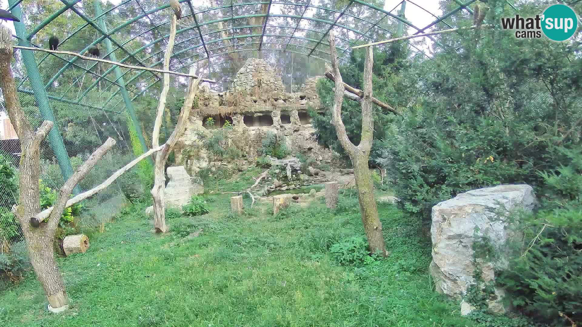 Webcam Vautour fauve – Zoo de Zagreb en direct