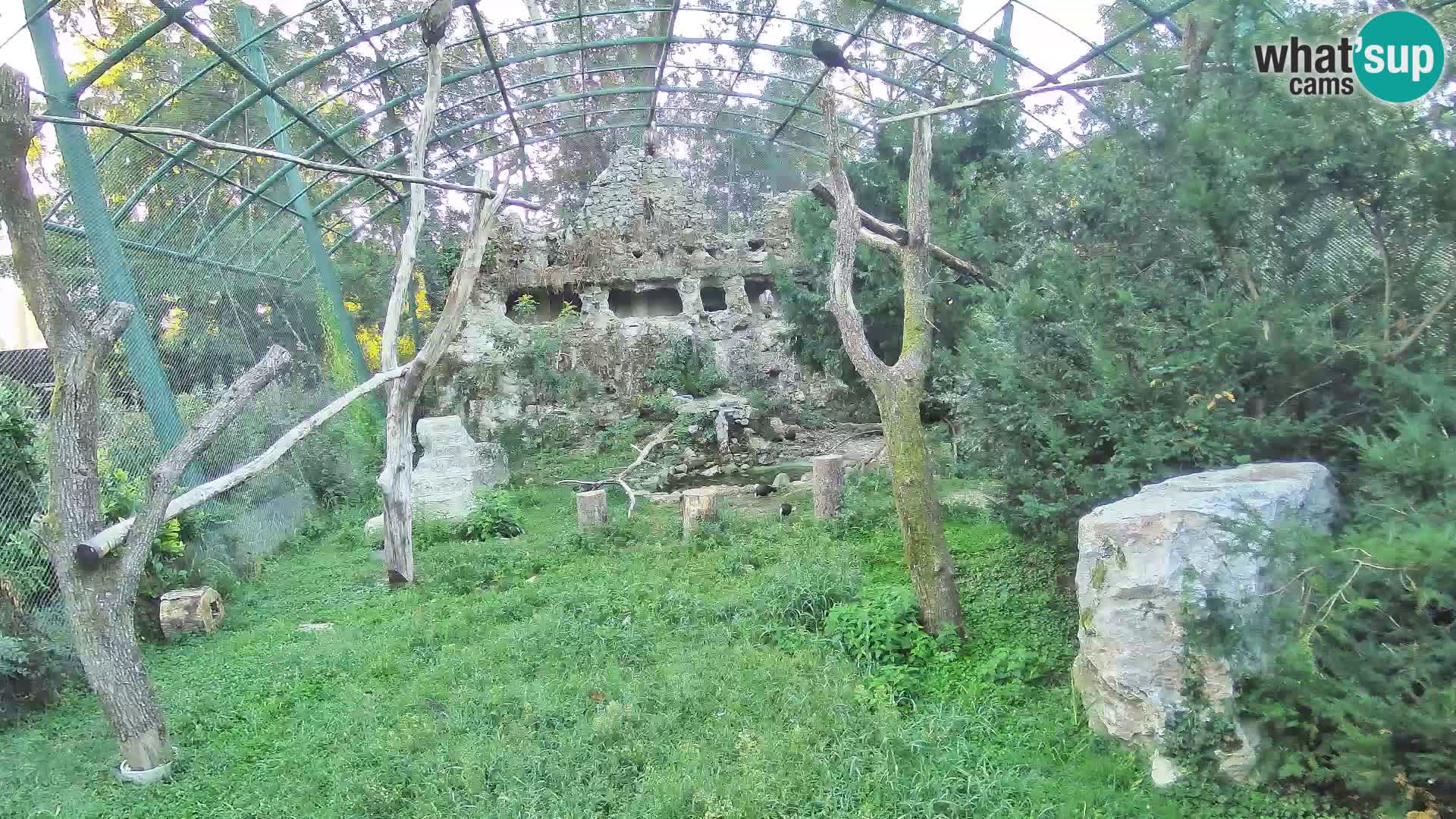 Webcam Vautour fauve – Zoo de Zagreb en direct