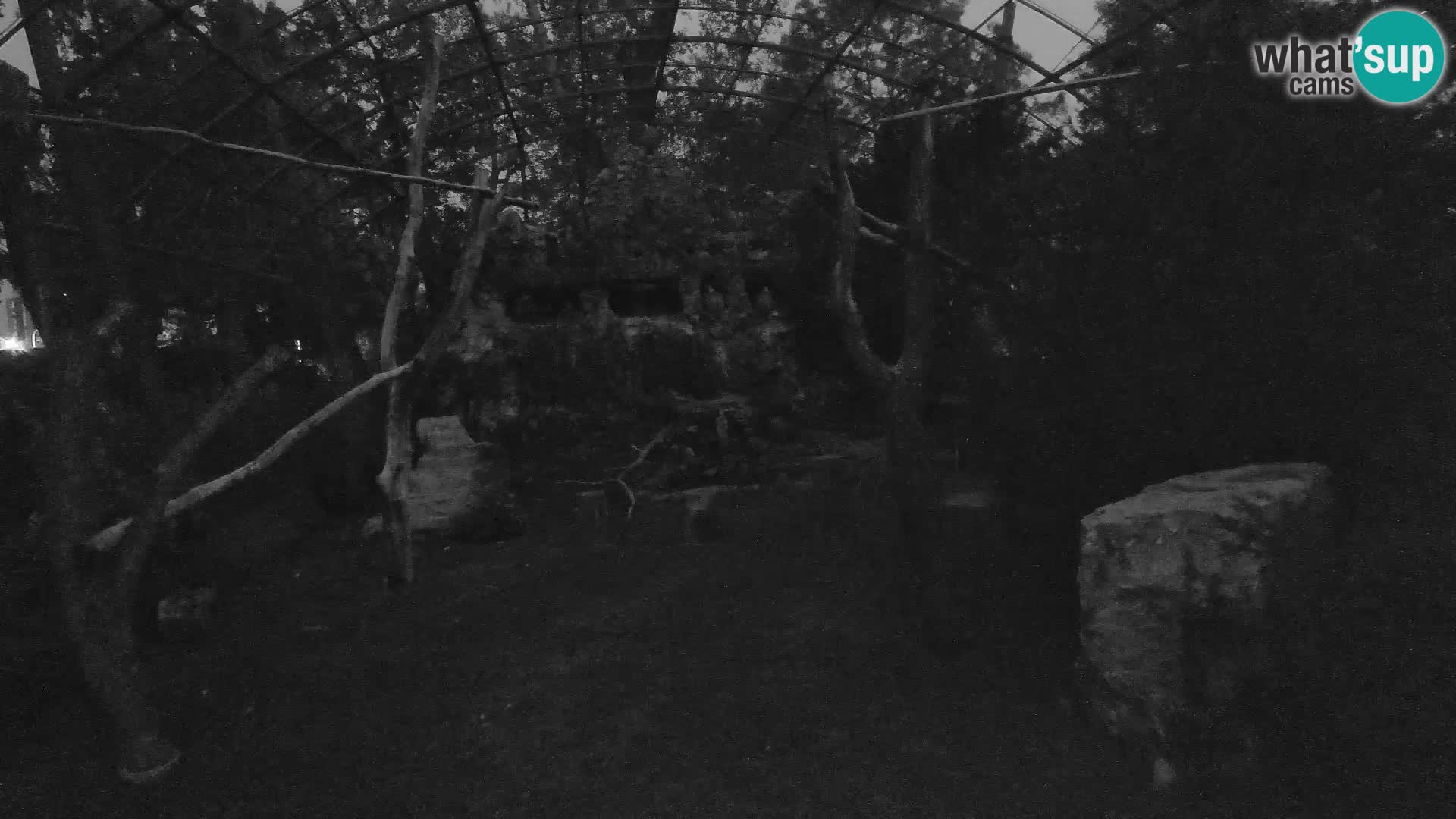 Gyps Webcam – Live aus dem Zoo Zagreb