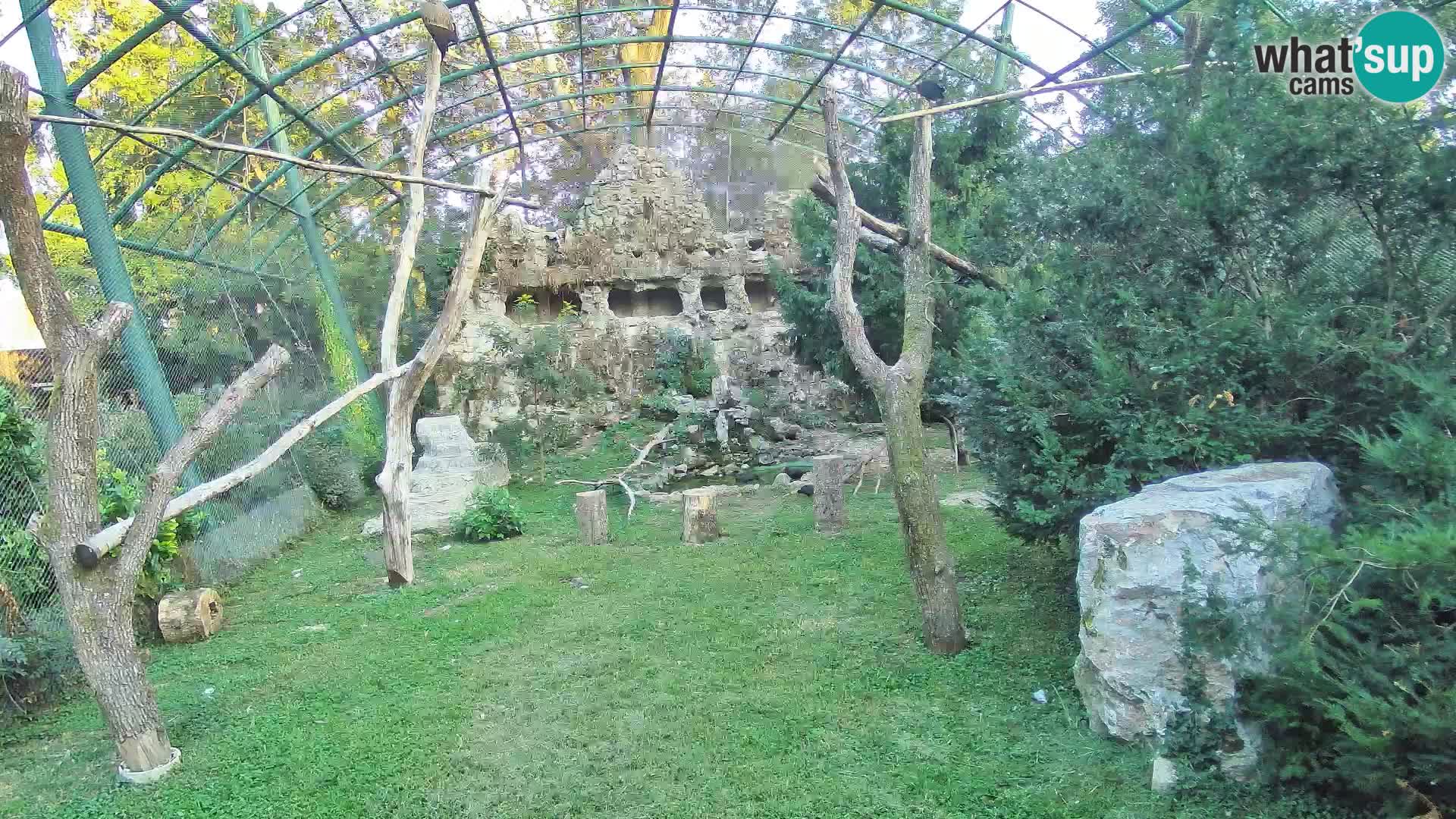 Webcam Grifone – Zoo di Zagabria in diretta