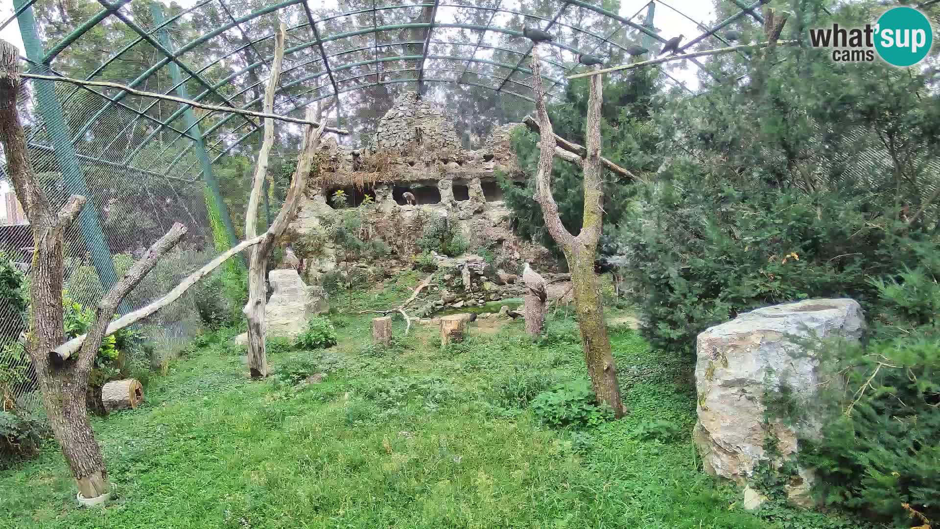 Gyps Webcam – Live aus dem Zoo Zagreb
