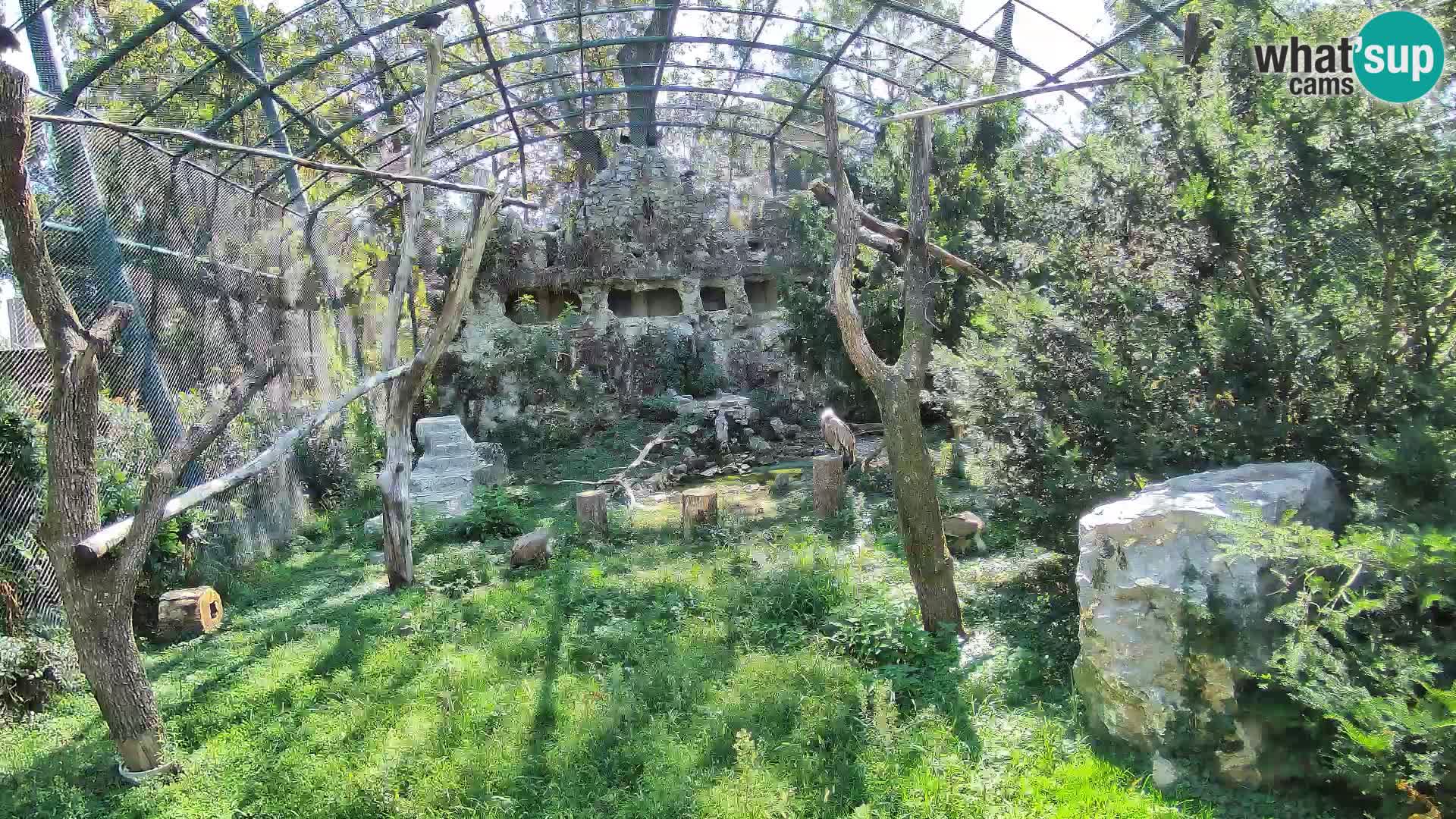 Gyps Webcam – Zagreb Zoo Live