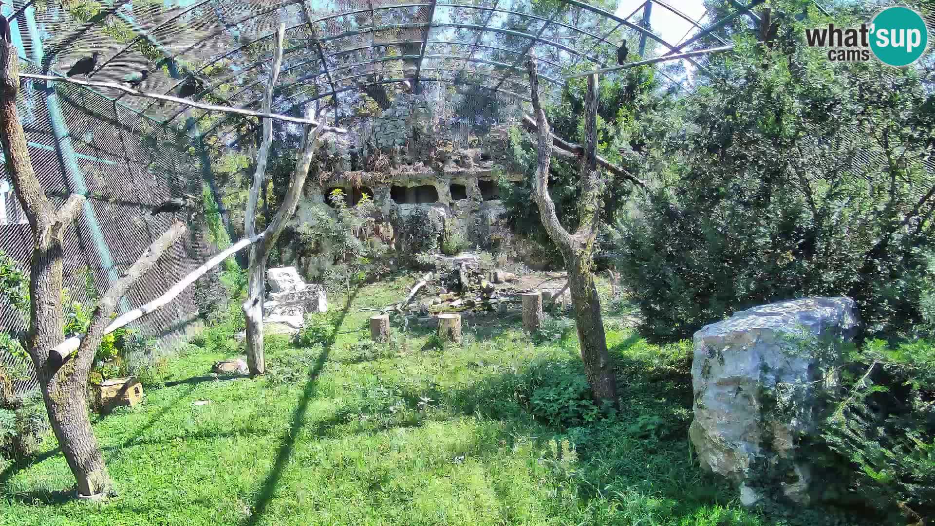 Gyps Webcam – Zagreb Zoo Live