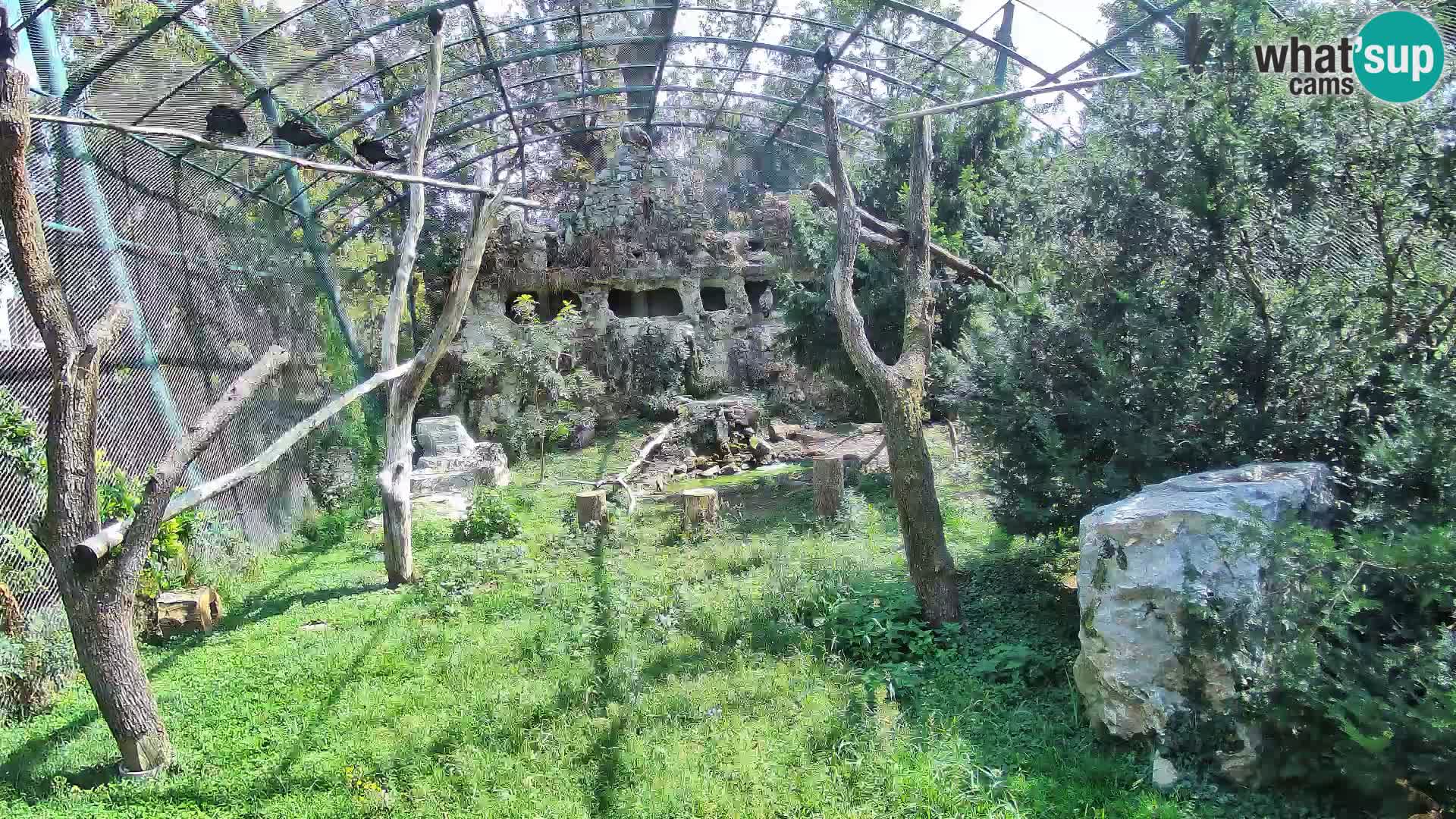 Gyps Webcam – Zagreb Zoo Live