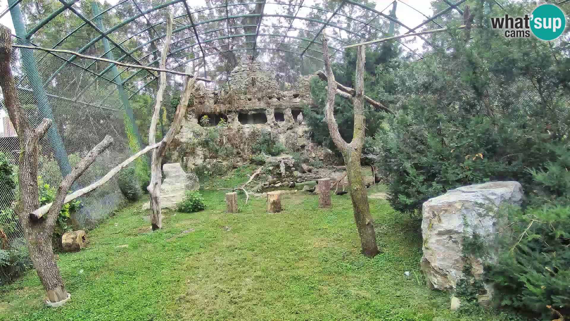Gyps Webcam – Live aus dem Zoo Zagreb