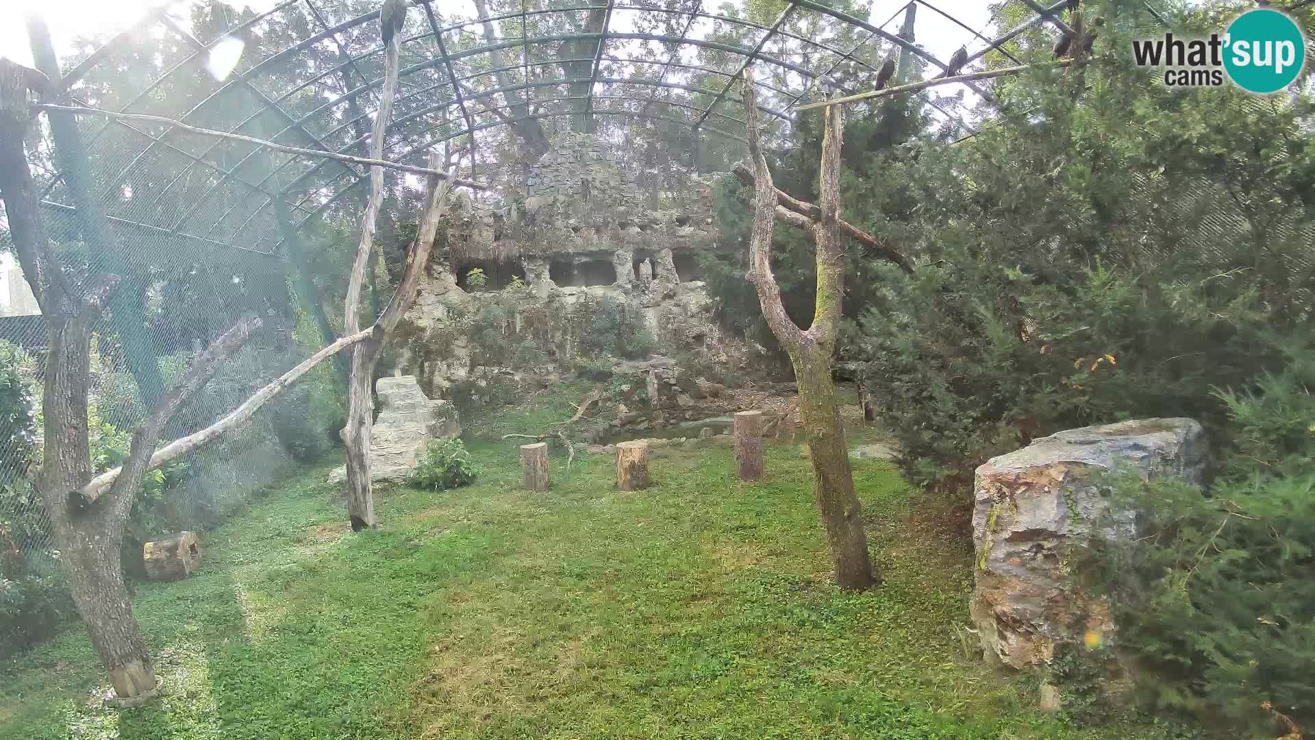 Gyps Webcam – Zagreb Zoo Live