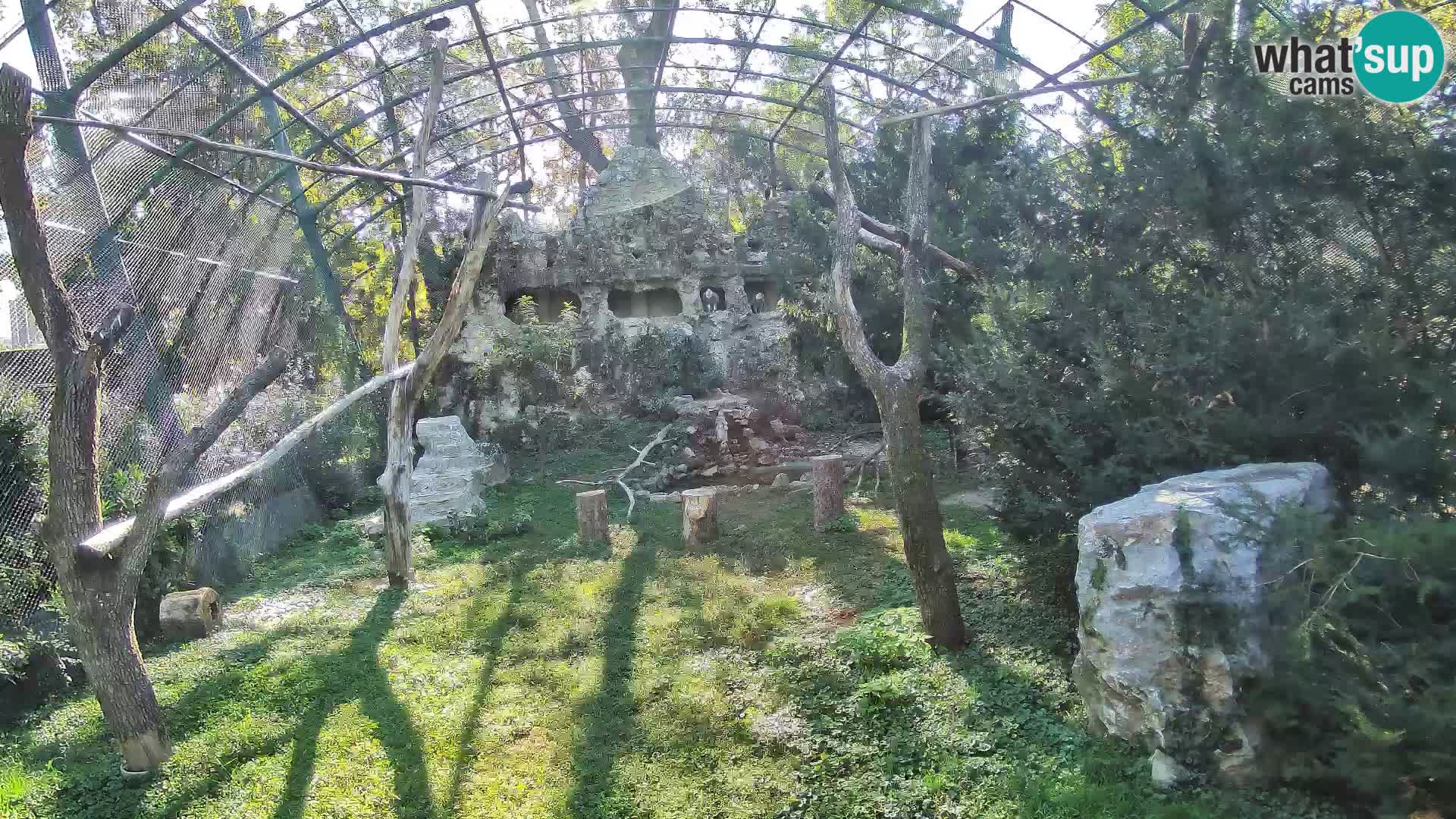 Gyps Webcam – Zagreb Zoo Live