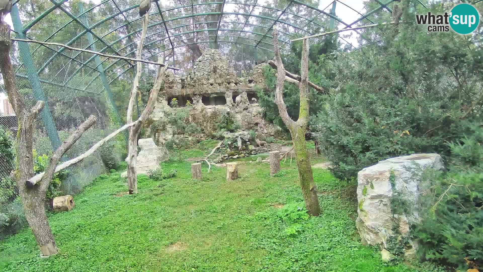 Spletna kamera beloglavi jastreb – Zagreb Zoo v živo
