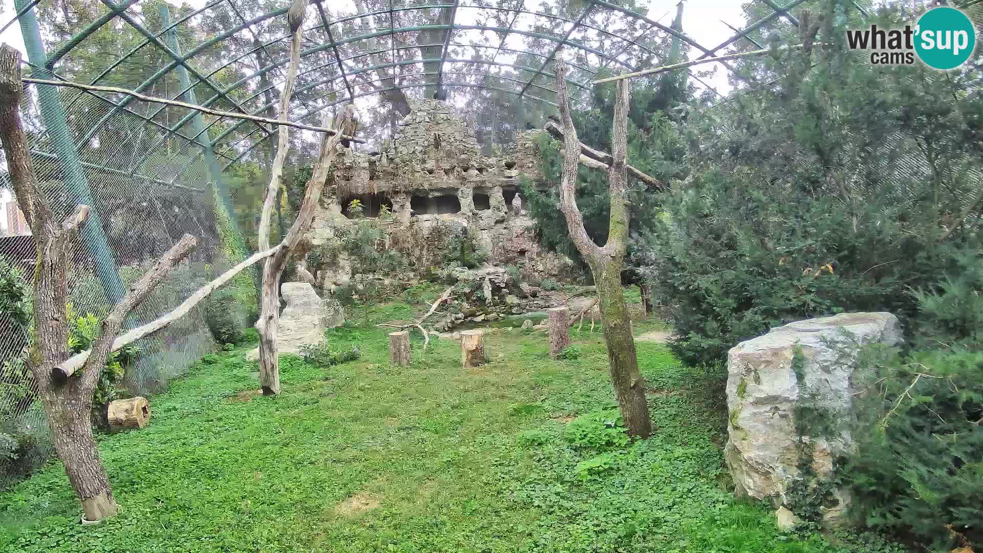 Gyps Webcam – Zagreb Zoo Live