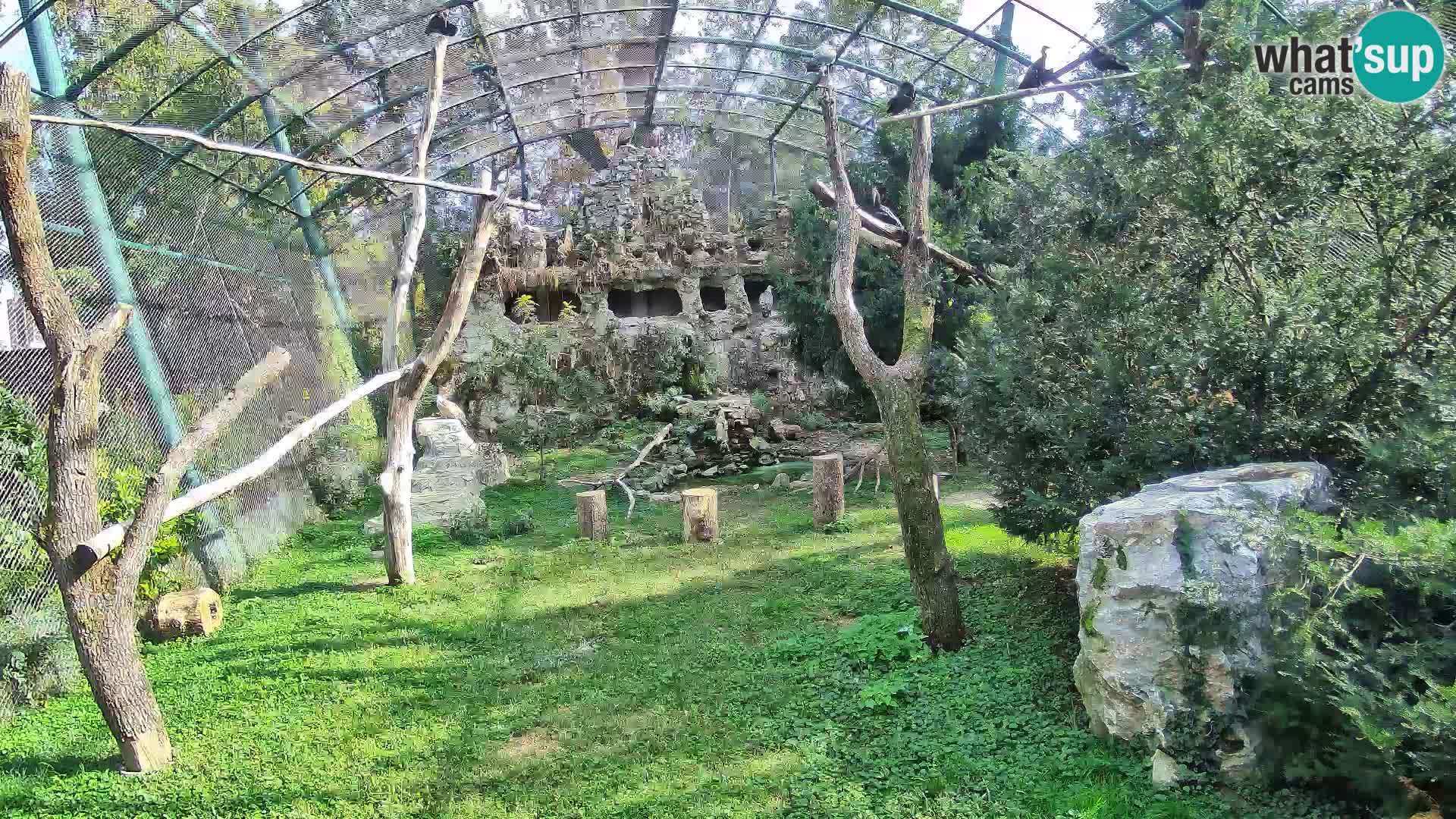 Webcam Buitre Leonado – Zoo de Zagreb en directo
