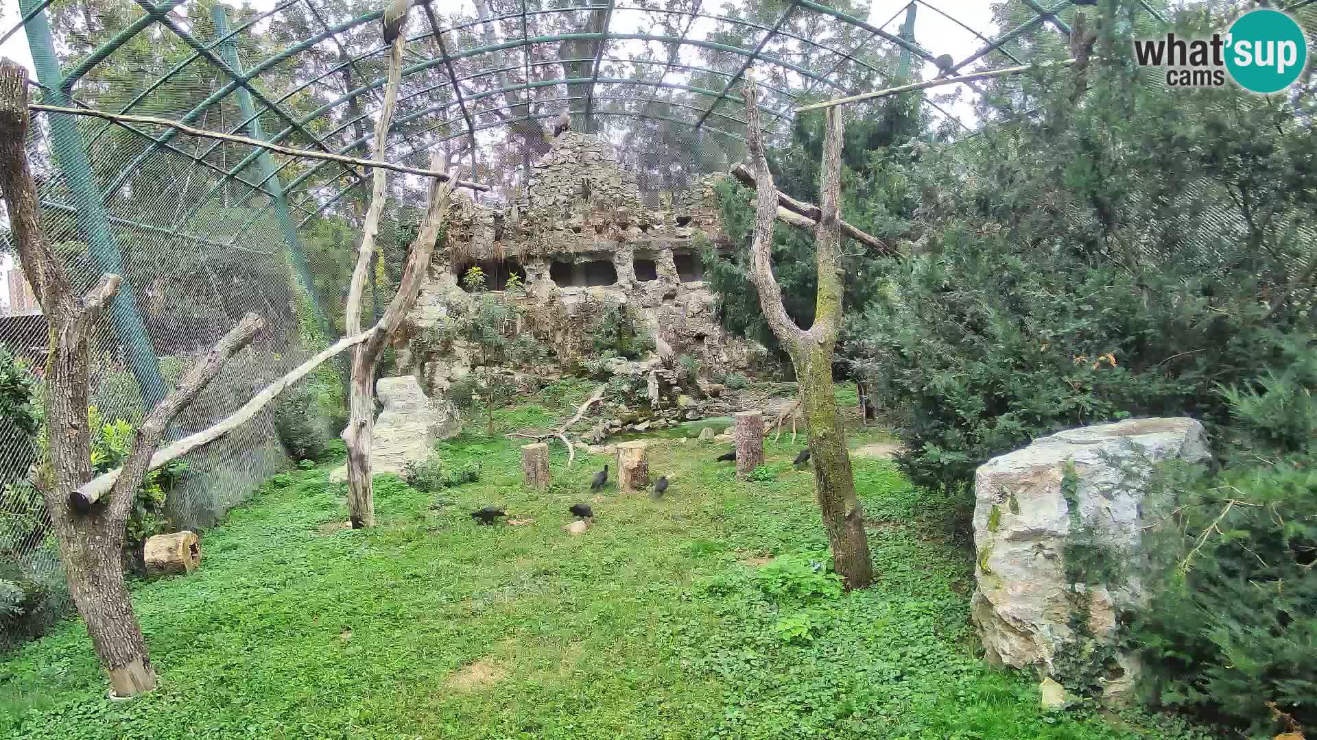 Gyps Webcam – Zagreb Zoo Live