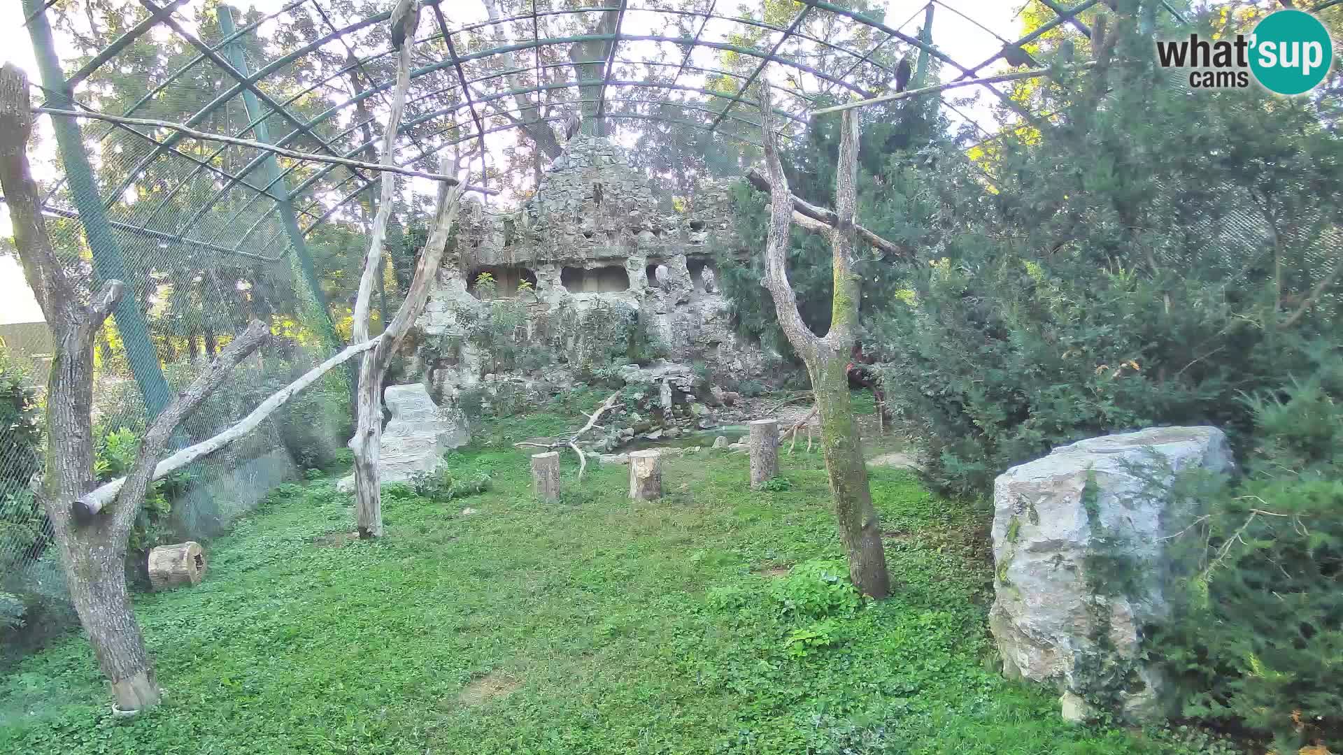 Web kamera Bjeloglavi sup – Zoološki vrt Zagreb uživo