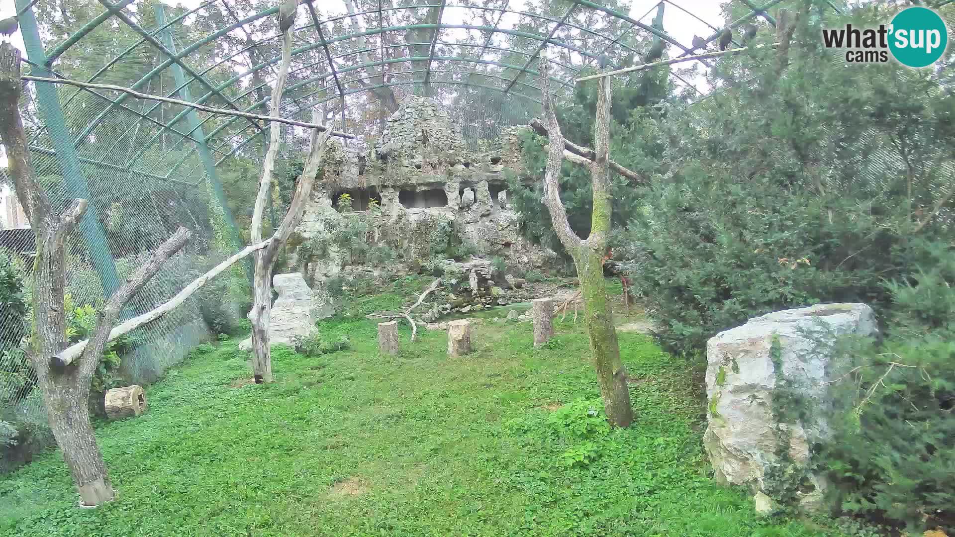 Gyps Webcam – Live aus dem Zoo Zagreb