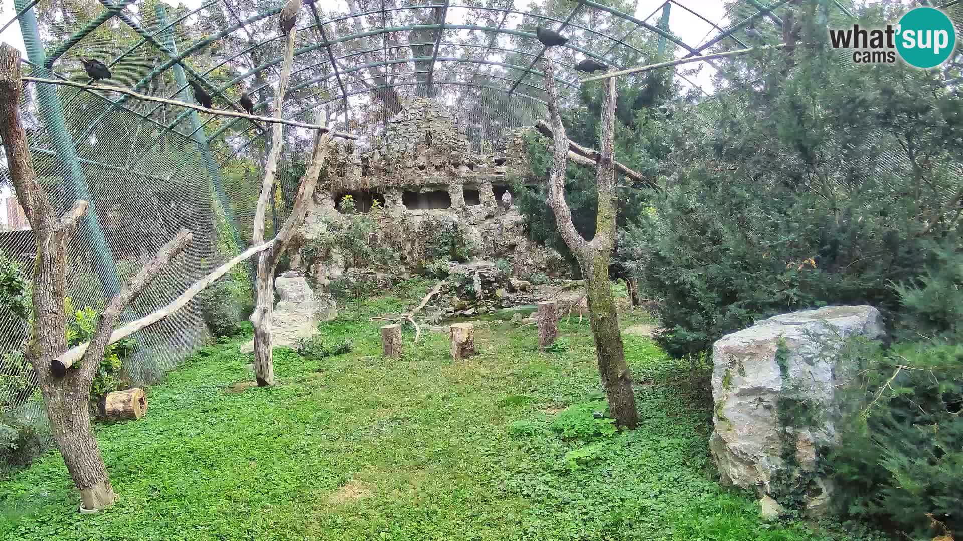 Webcam Buitre Leonado – Zoo de Zagreb en directo