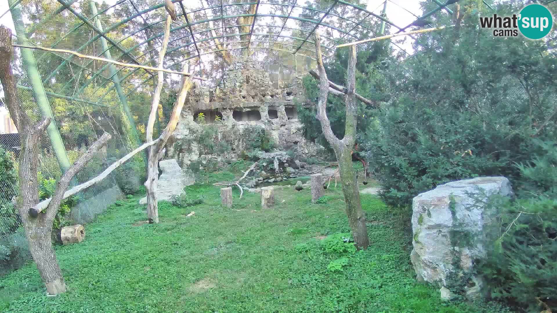 Webcam Buitre Leonado – Zoo de Zagreb en directo