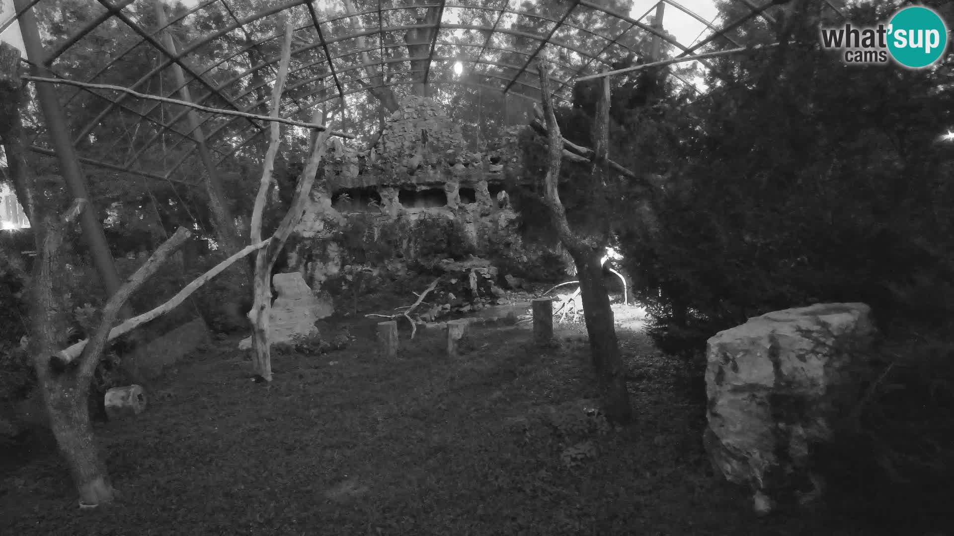 Webcam Grifone – Zoo di Zagabria in diretta
