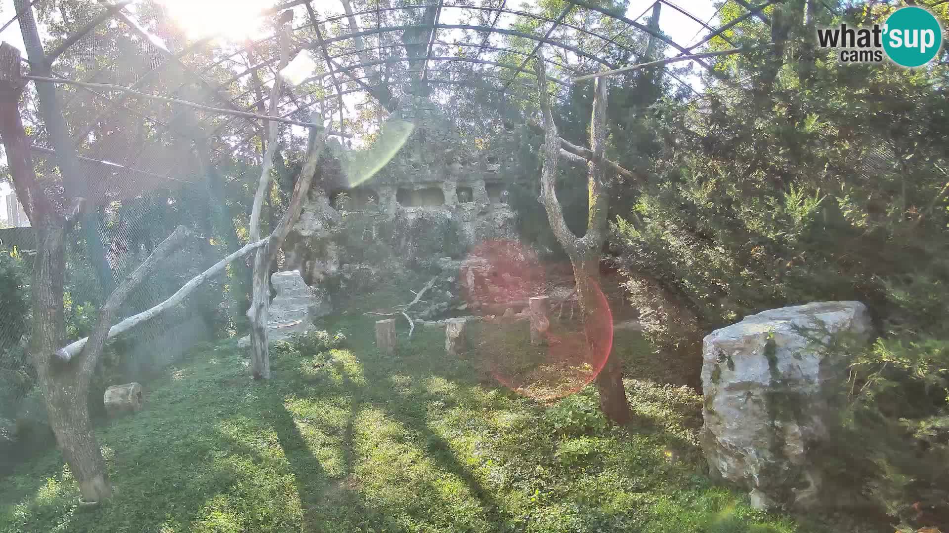 Webcam Vautour fauve – Zoo de Zagreb en direct