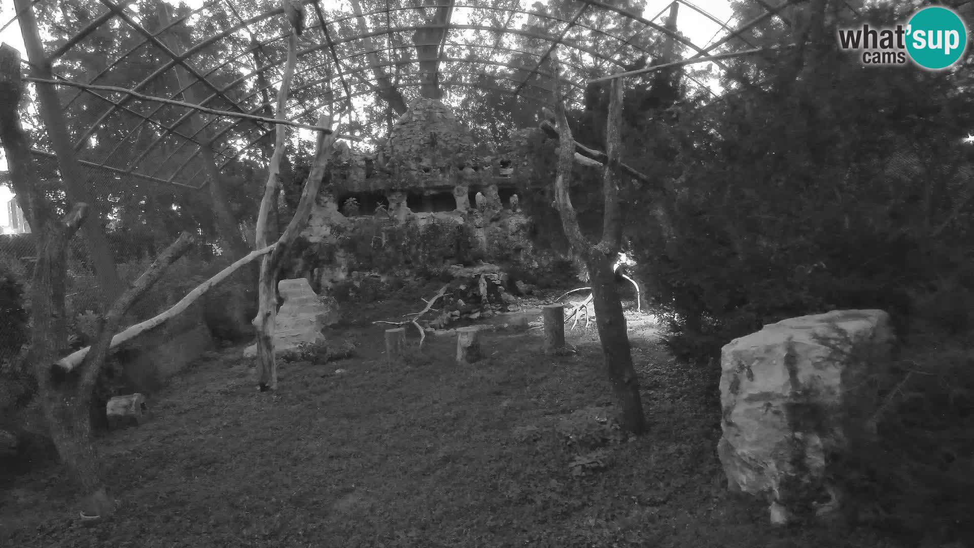 Webcam Grifone – Zoo di Zagabria in diretta