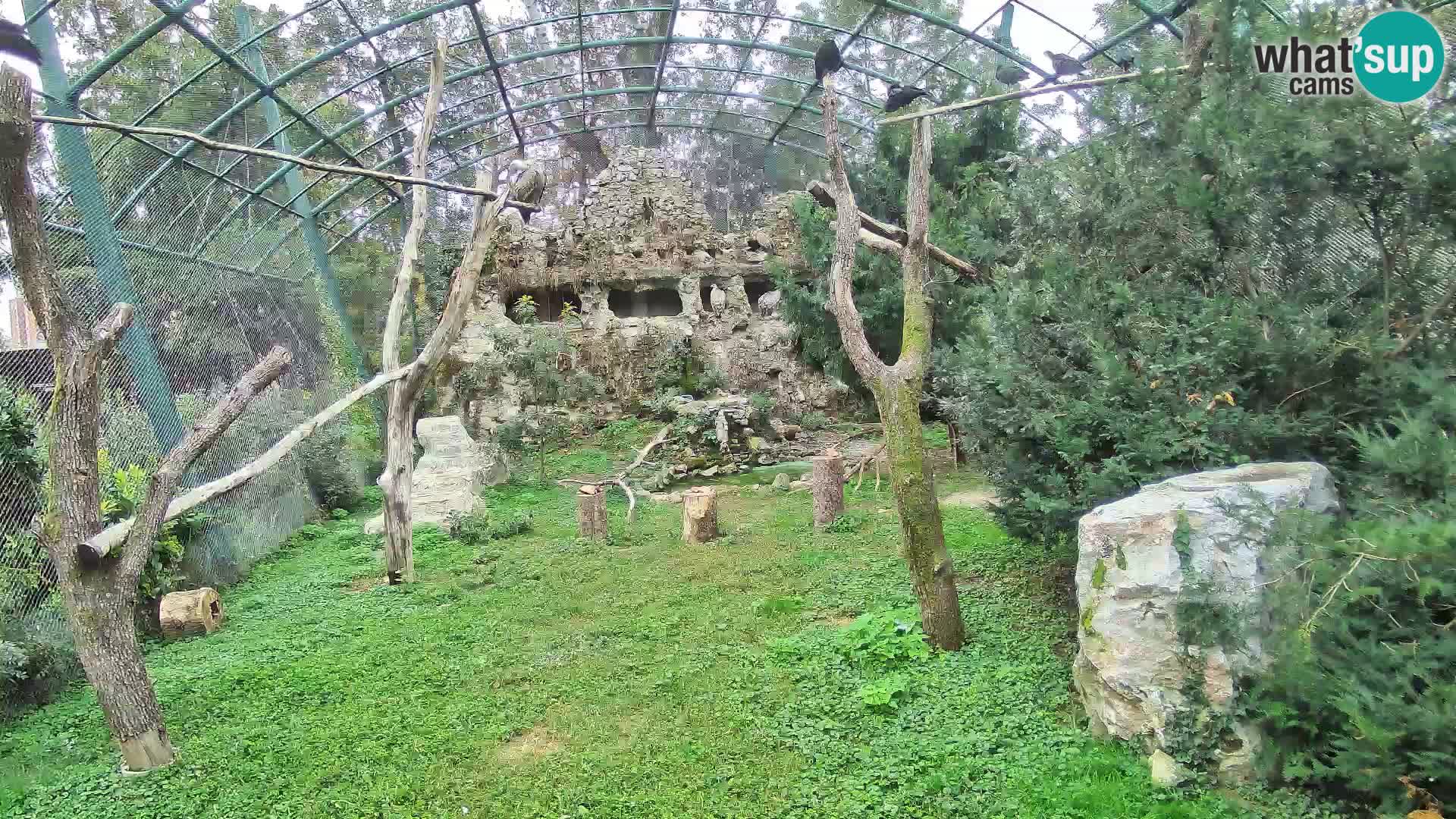 Gyps Webcam – Live aus dem Zoo Zagreb
