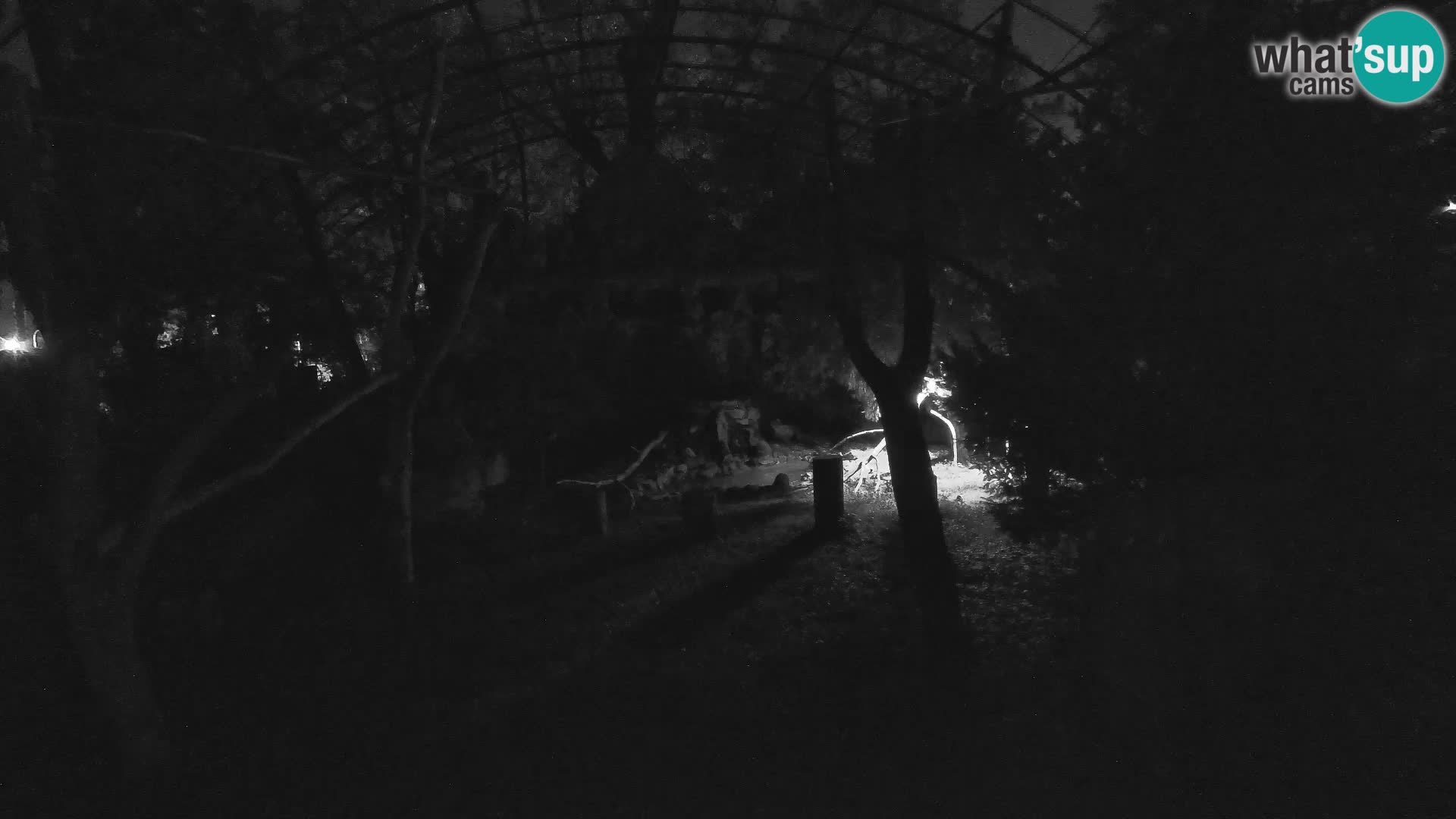 Gyps Webcam – Live aus dem Zoo Zagreb