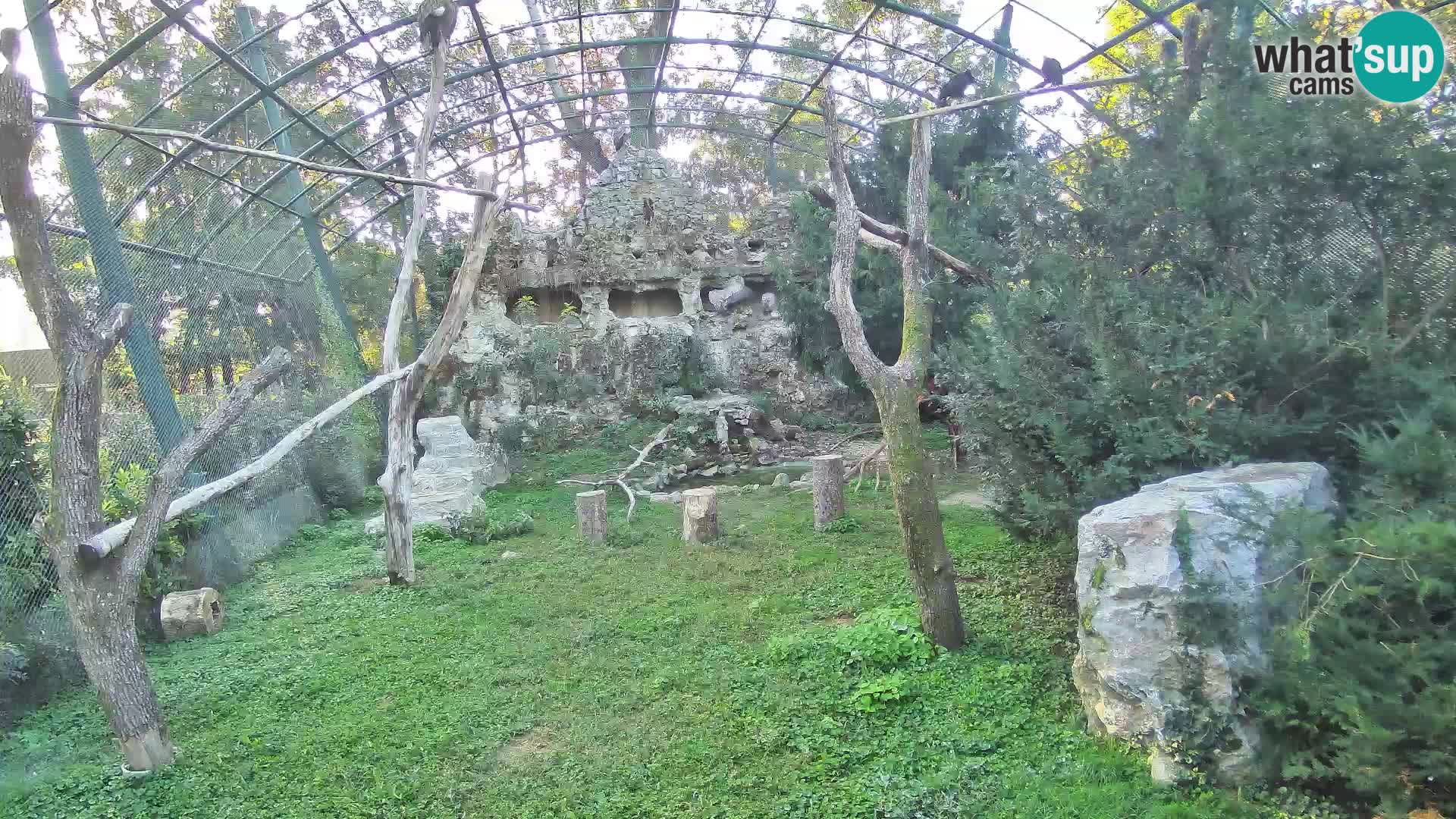 Spletna kamera beloglavi jastreb – Zagreb Zoo v živo