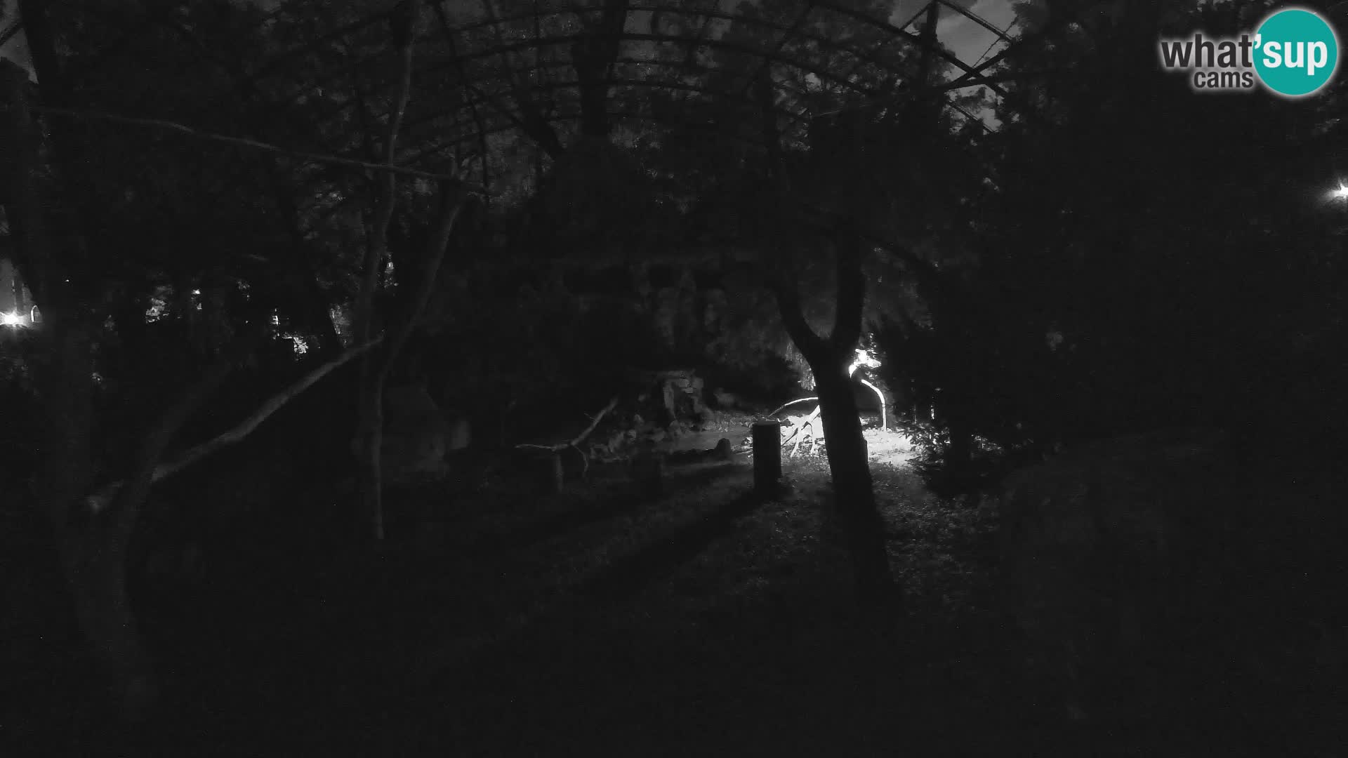 Spletna kamera beloglavi jastreb – Zagreb Zoo v živo