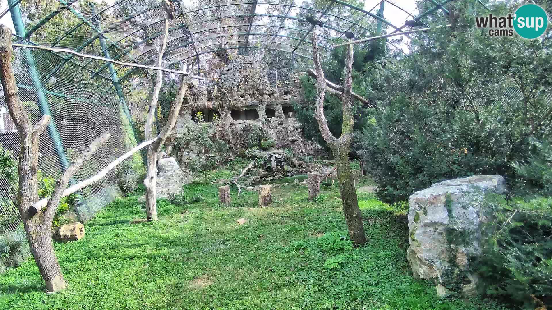 Webcam Grifone – Zoo di Zagabria in diretta