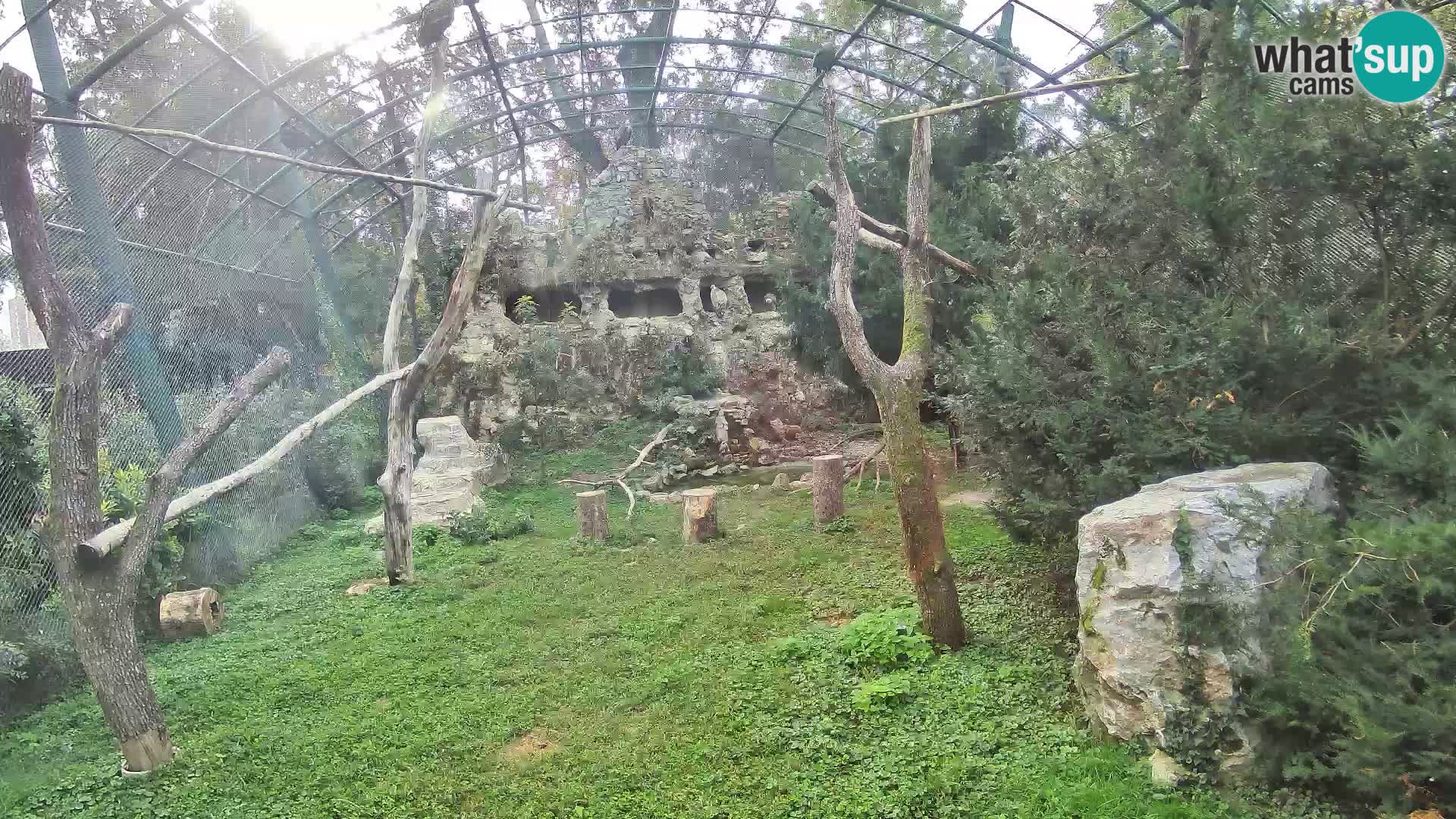 Gyps Webcam – Zagreb Zoo Live