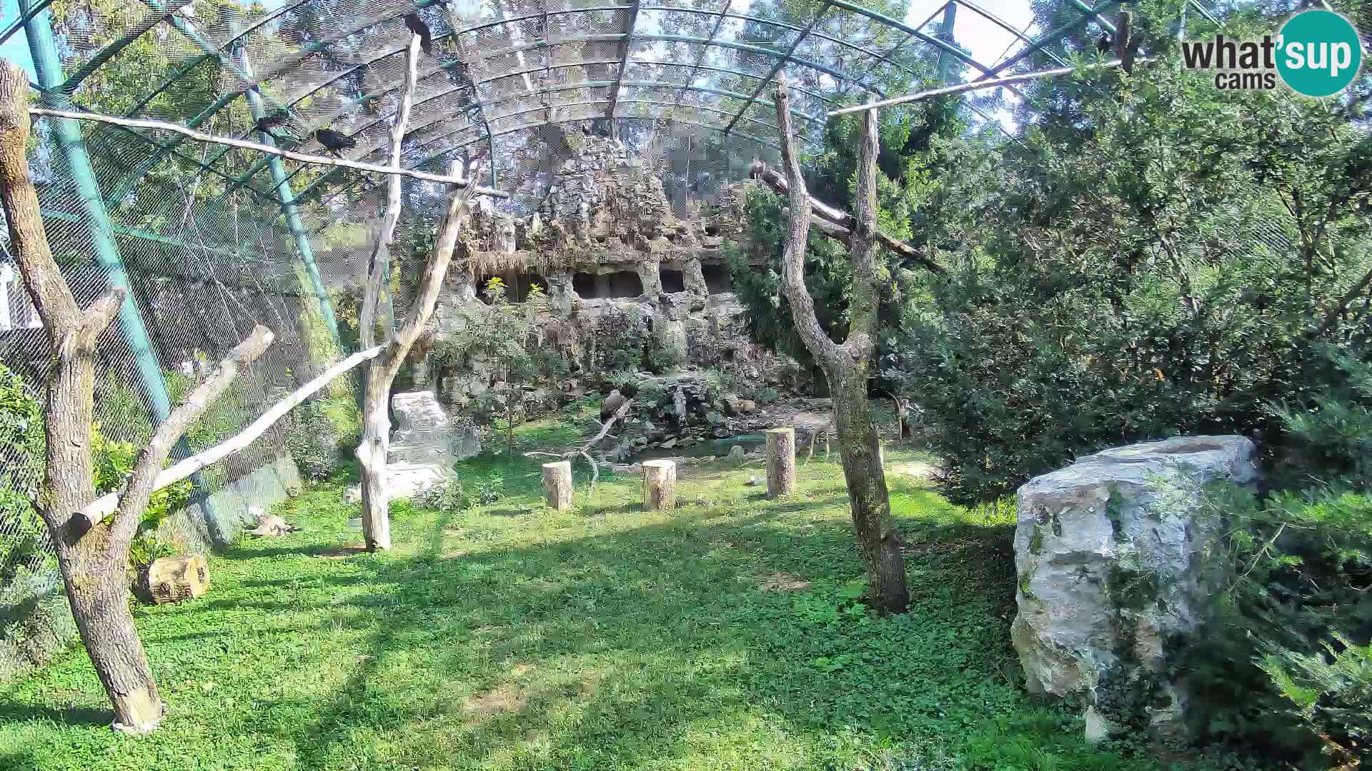 Spletna kamera beloglavi jastreb – Zagreb Zoo v živo