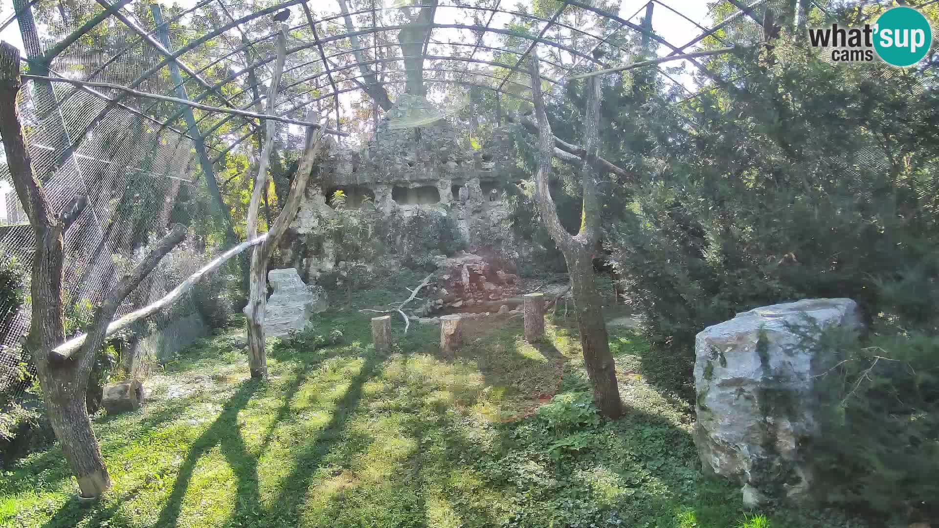 Webcam Buitre Leonado – Zoo de Zagreb en directo