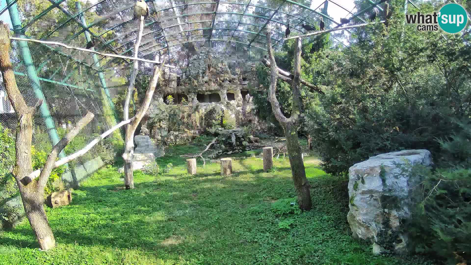 Web kamera Bjeloglavi sup – Zoološki vrt Zagreb uživo