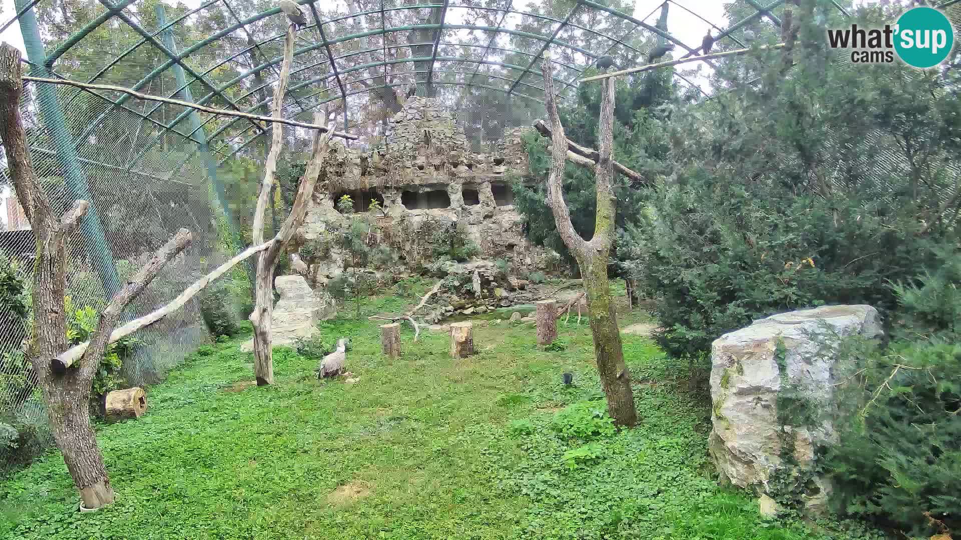 Spletna kamera beloglavi jastreb – Zagreb Zoo v živo