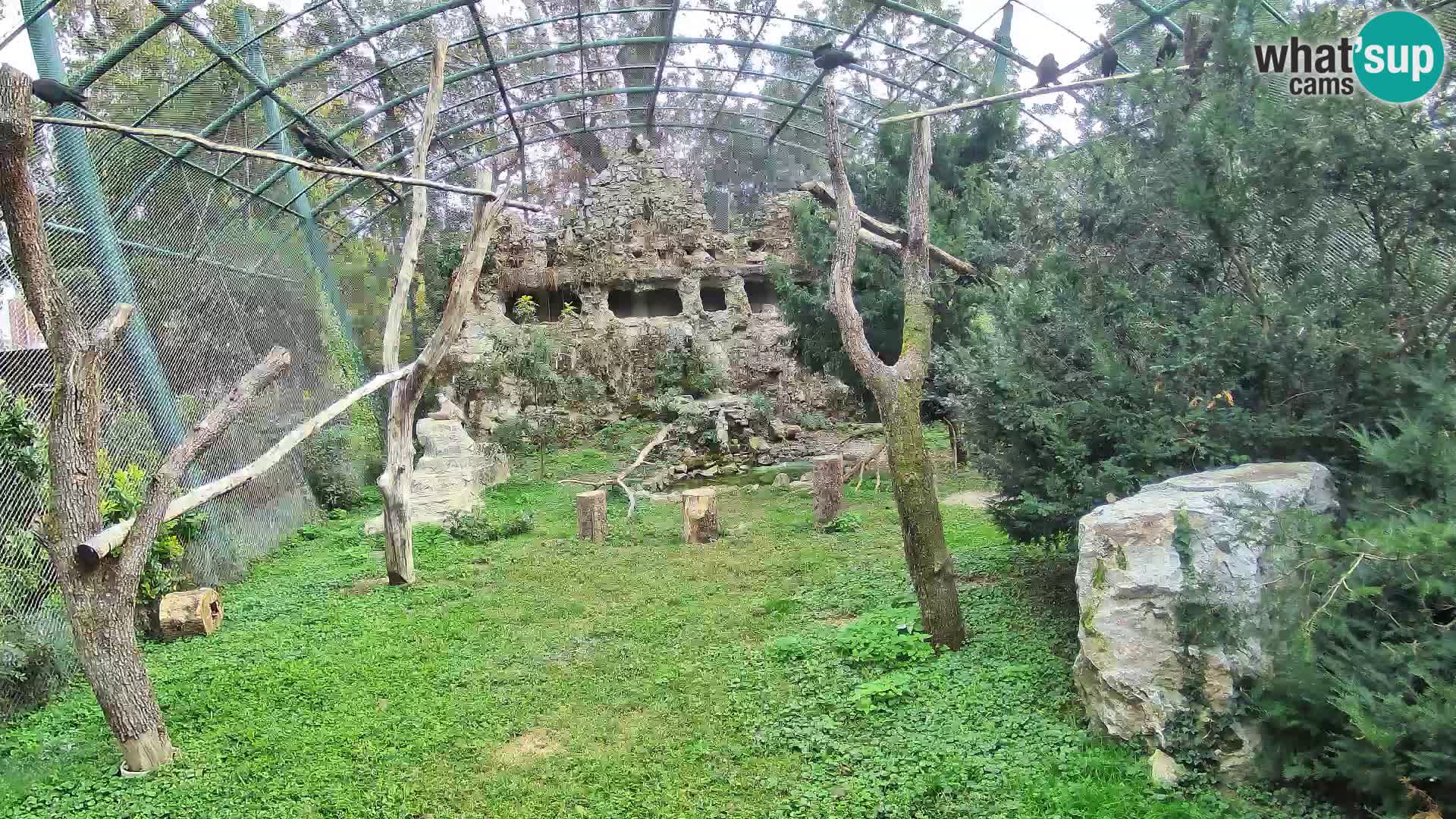 Gyps Webcam – Zagreb Zoo Live