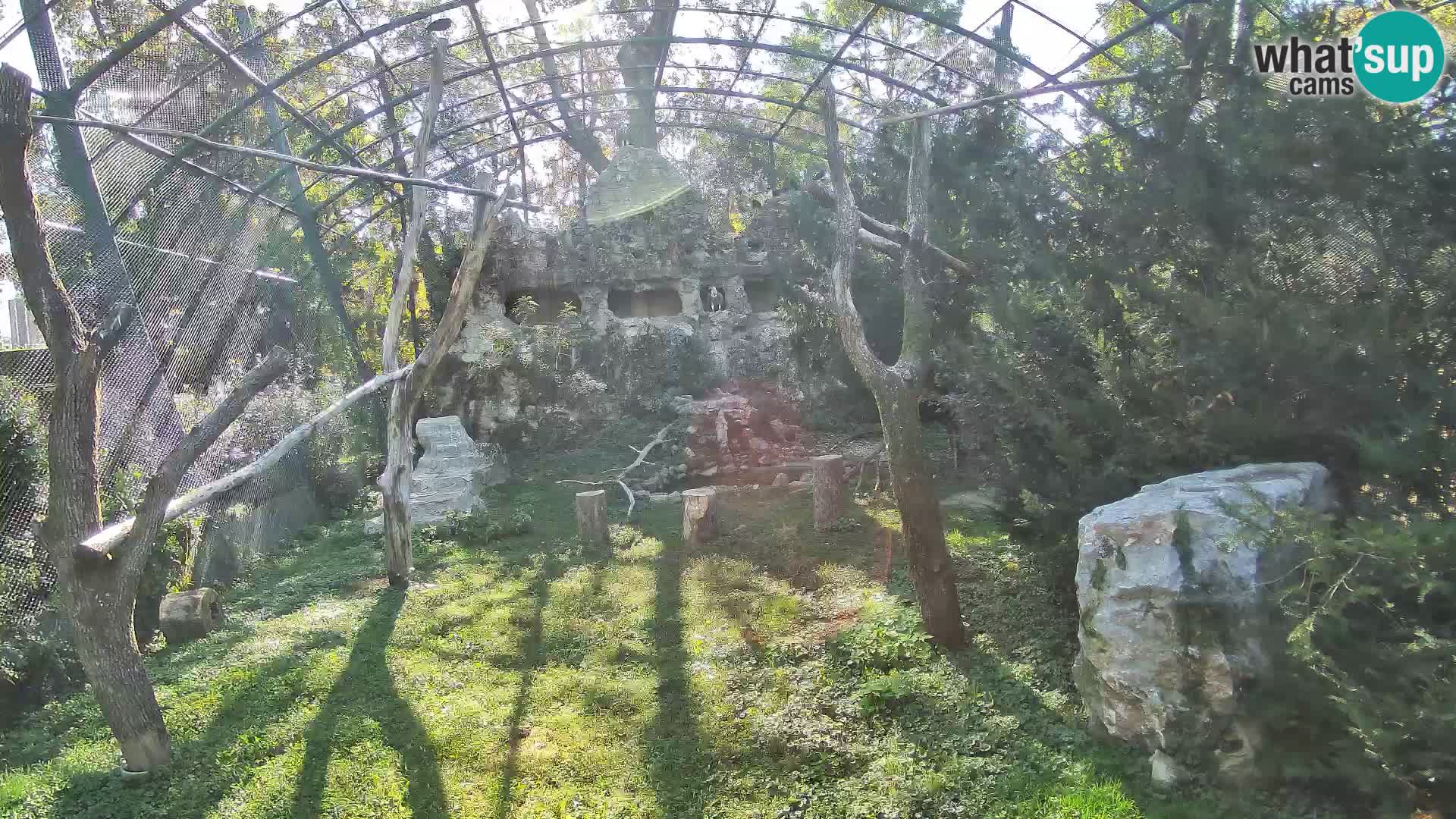 Webcam Vautour fauve – Zoo de Zagreb en direct