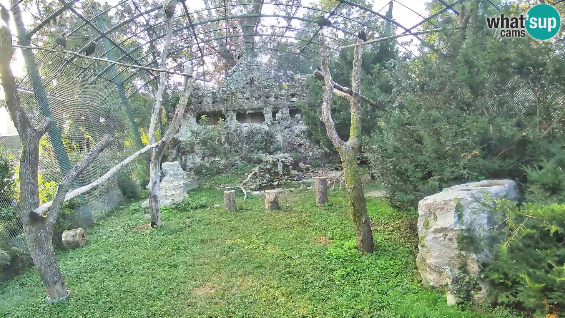Webcam Grifone – Zoo di Zagabria in diretta