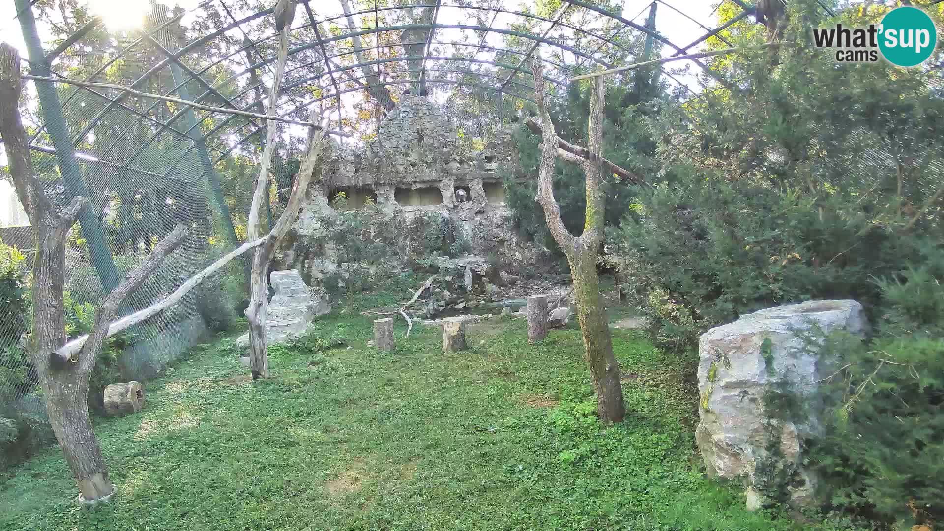 Webcam Vautour fauve – Zoo de Zagreb en direct